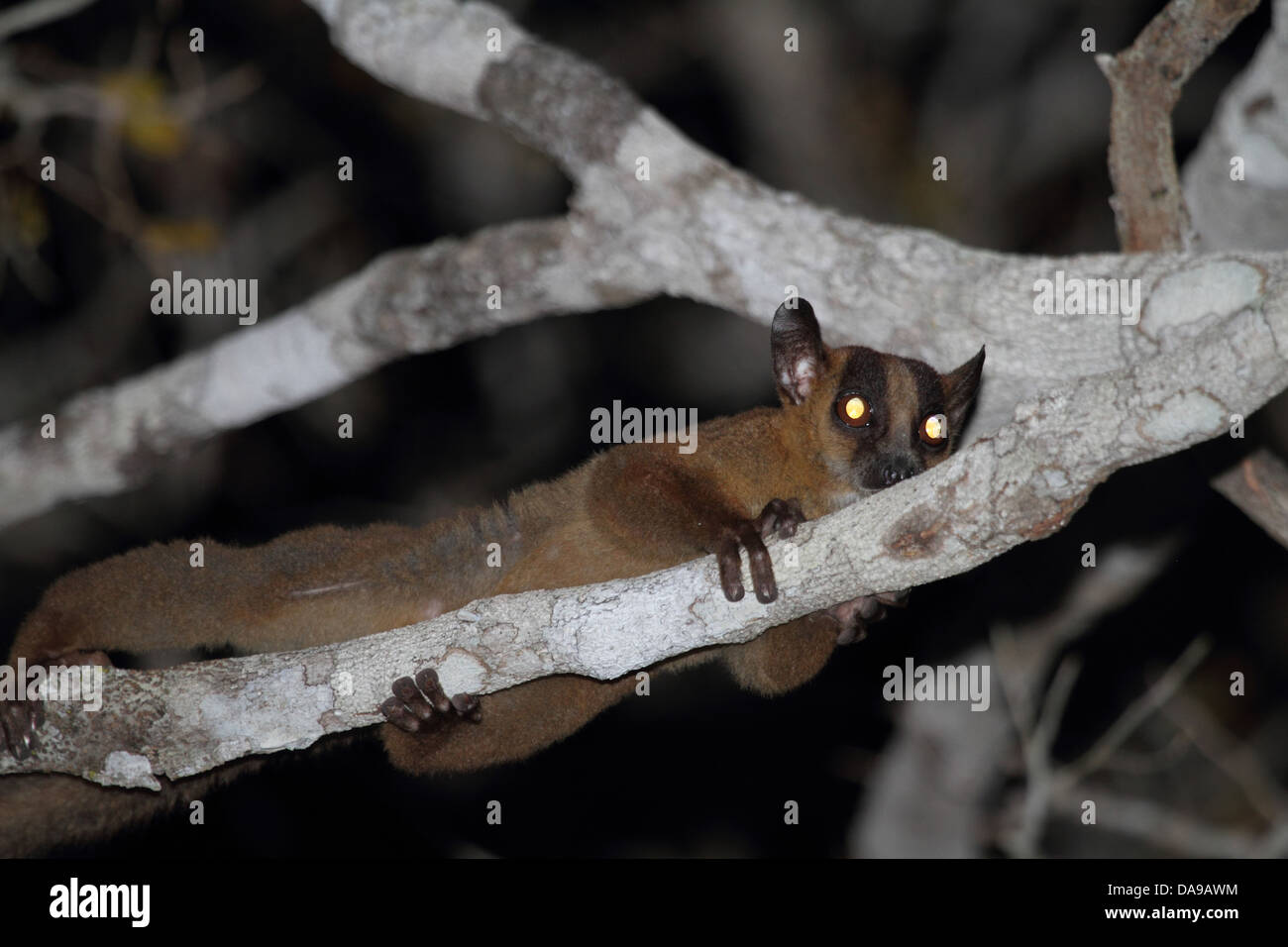 Animale, primate, mammifero, lemuri, pallido a forcella lemure contrassegnato, Western a forcella lemure contrassegnato, endemica, notturno, secco, decidui, foresta, K Foto Stock