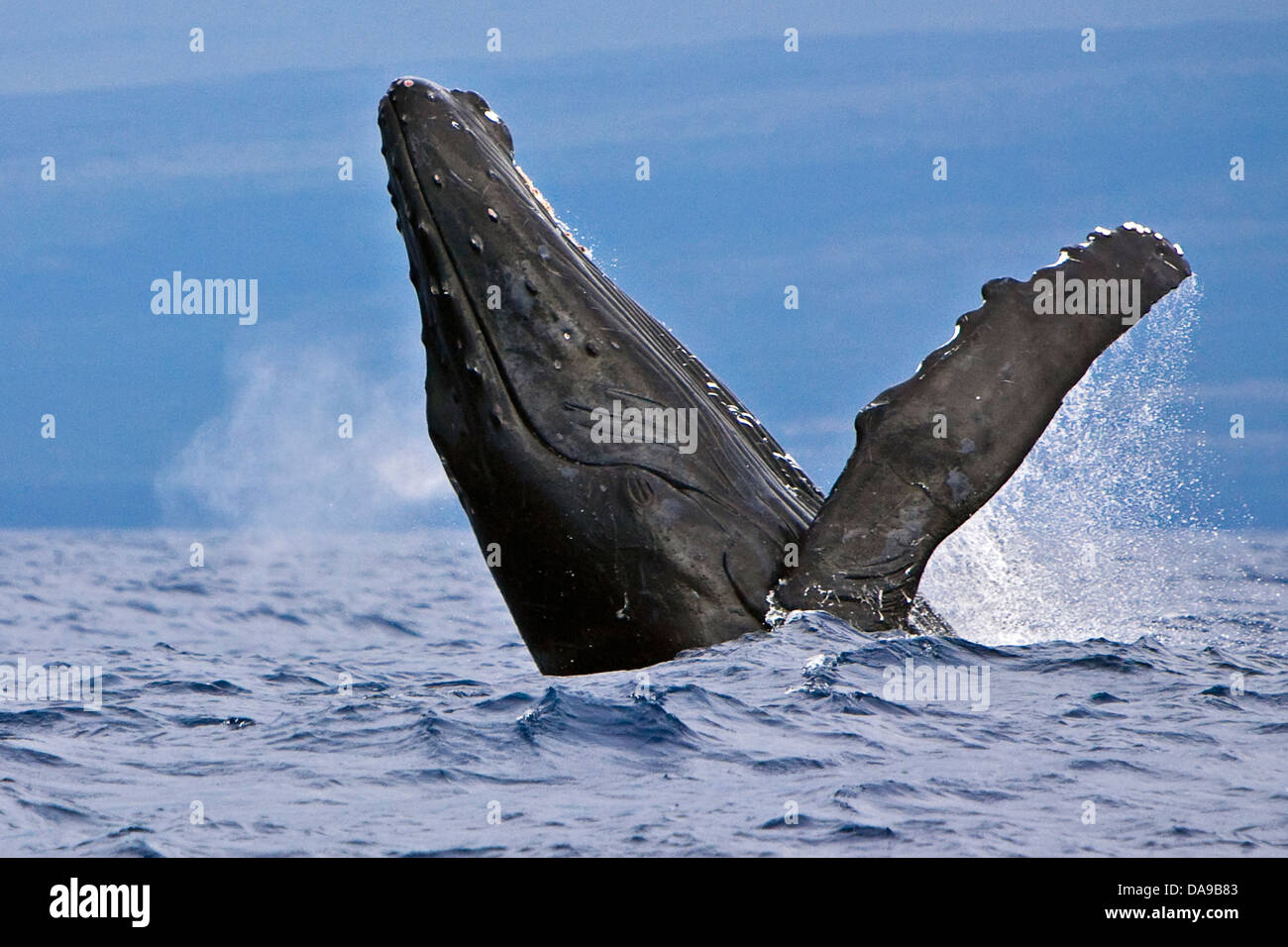 Humpback Whale, Megaptera novaeangliae, in caso di violazione, Hawaii, USA, Oceano Pacifico Foto Stock