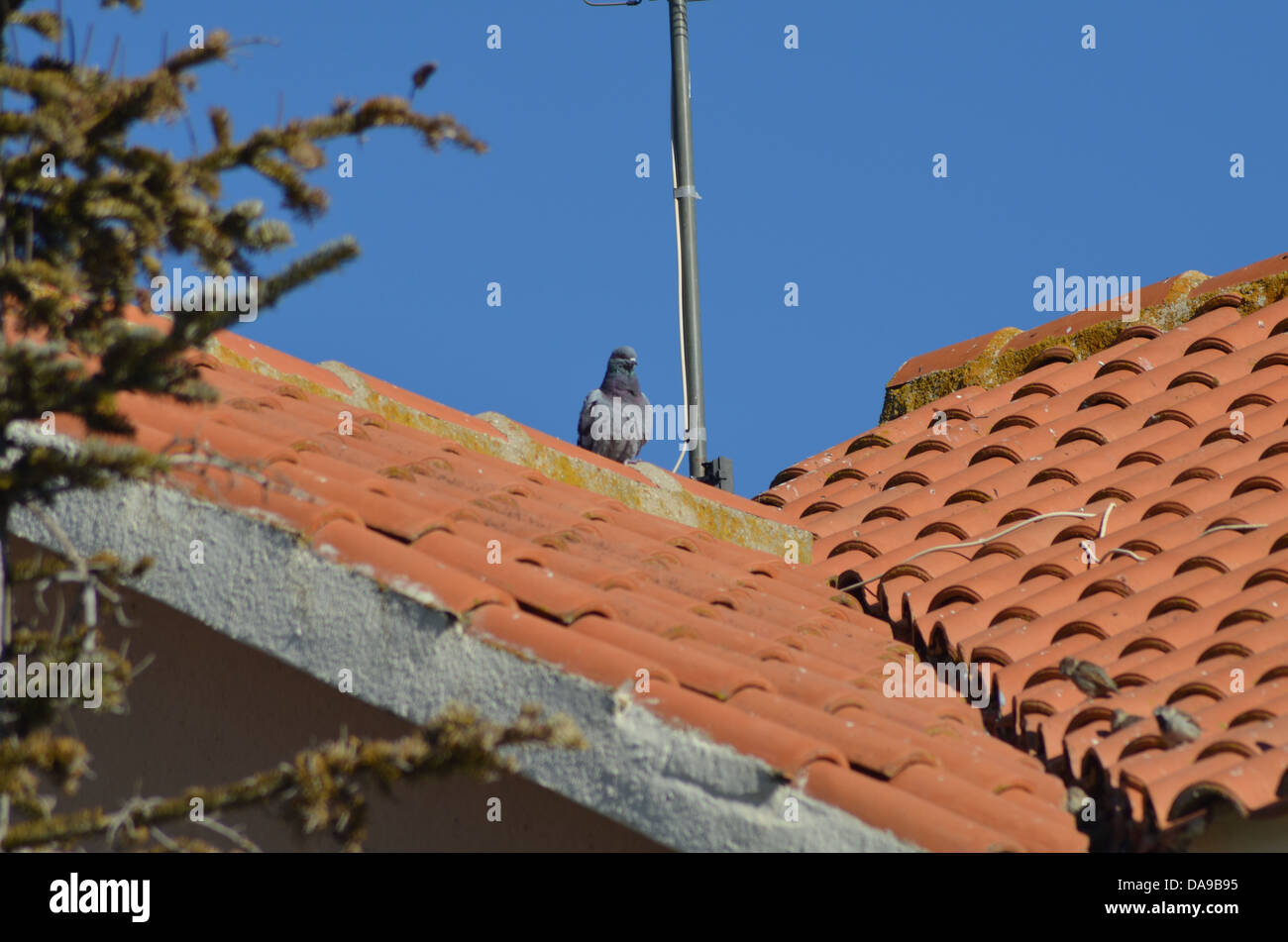 Un piccione su un tetto di colore arancione. Foto Stock