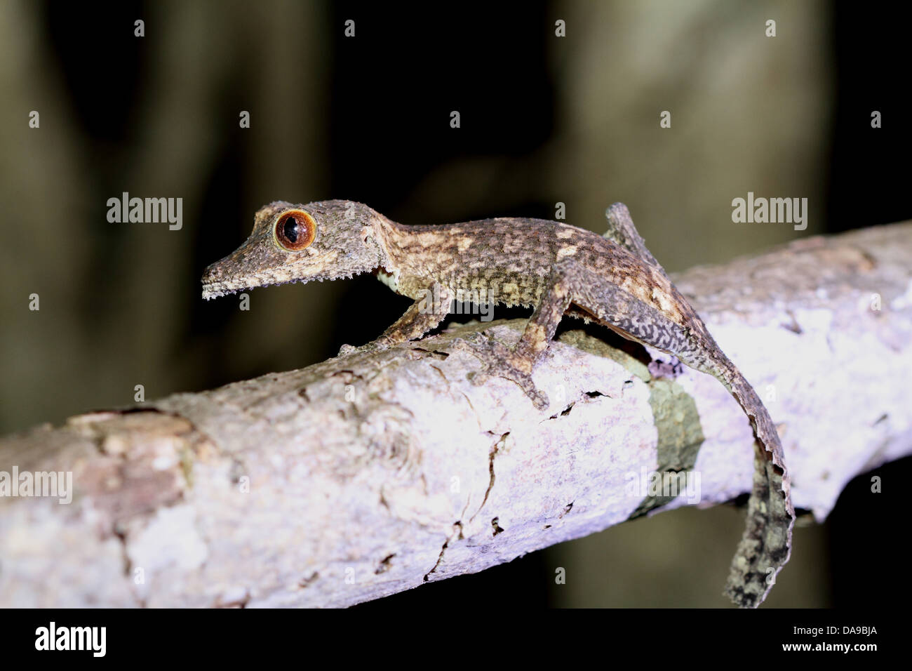 Animale, rettile, foglia-tail gecko, foglia-tailed geco geco notturno, vista laterale, vista laterale, Ankarana, secco, decidious, foresta Foto Stock