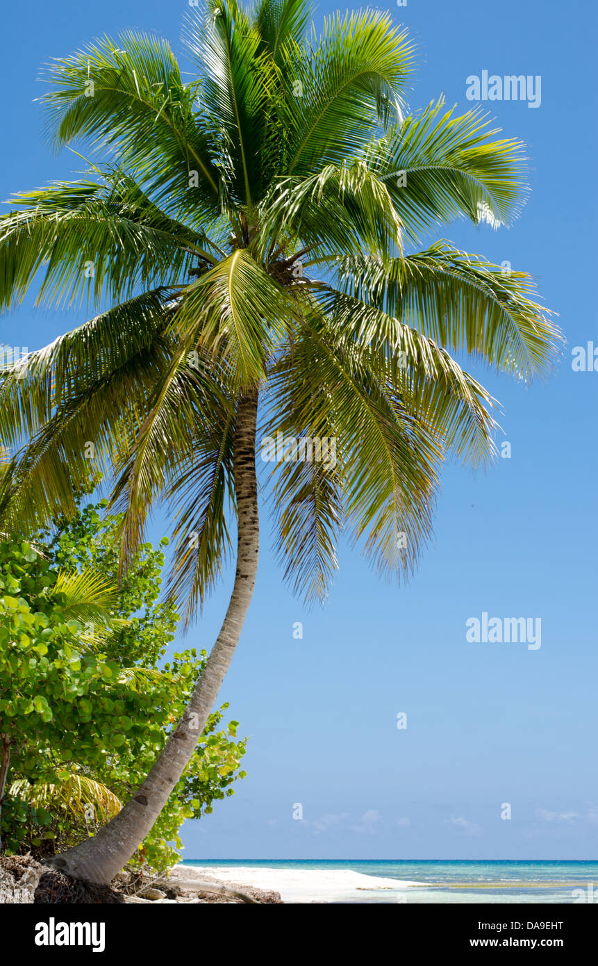 Lonely palm sulla spiaggia Caraibica Foto Stock