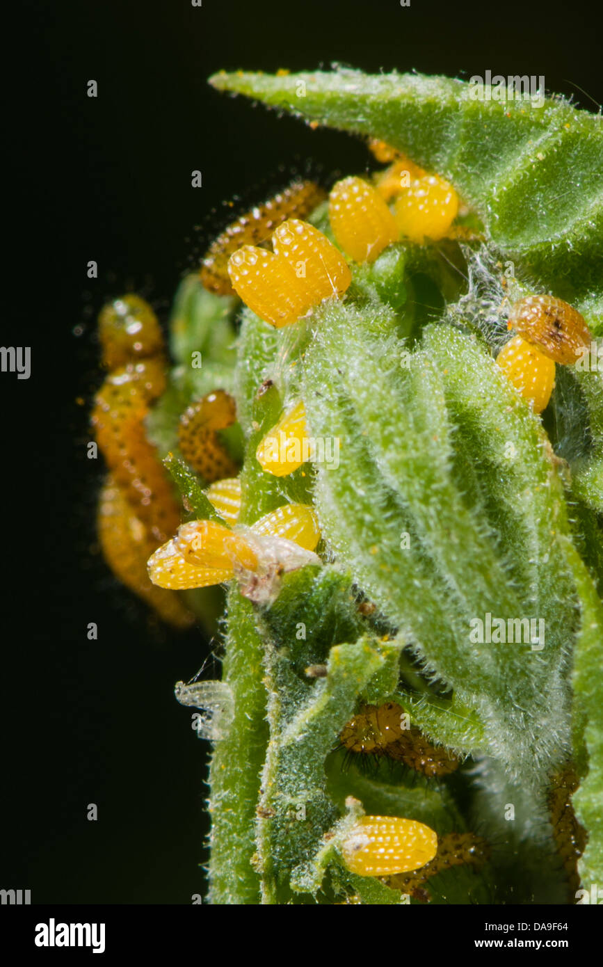 Le larve e le uova del postino comune butterfly Foto Stock