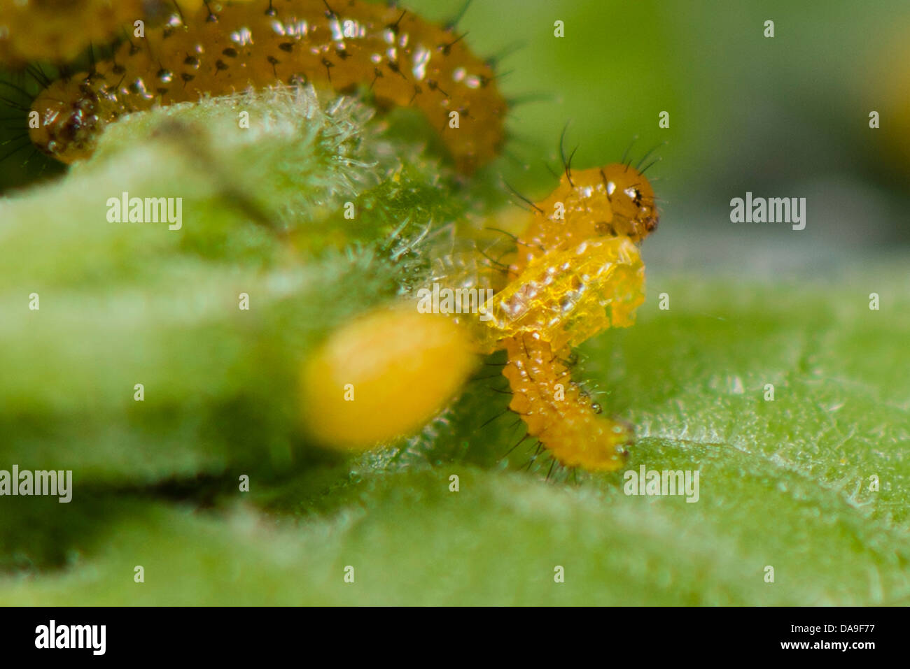 Una larva di il postino comune butterfly Foto Stock