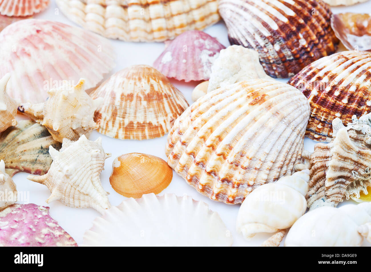 Colori delle conchiglie di mare. Foto Stock