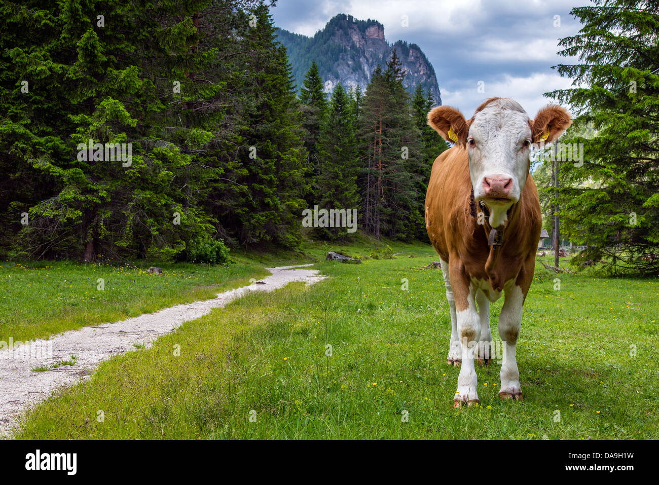 Vacca permanente nel prato, Alto Adige o Alto Adige, Italia Foto Stock