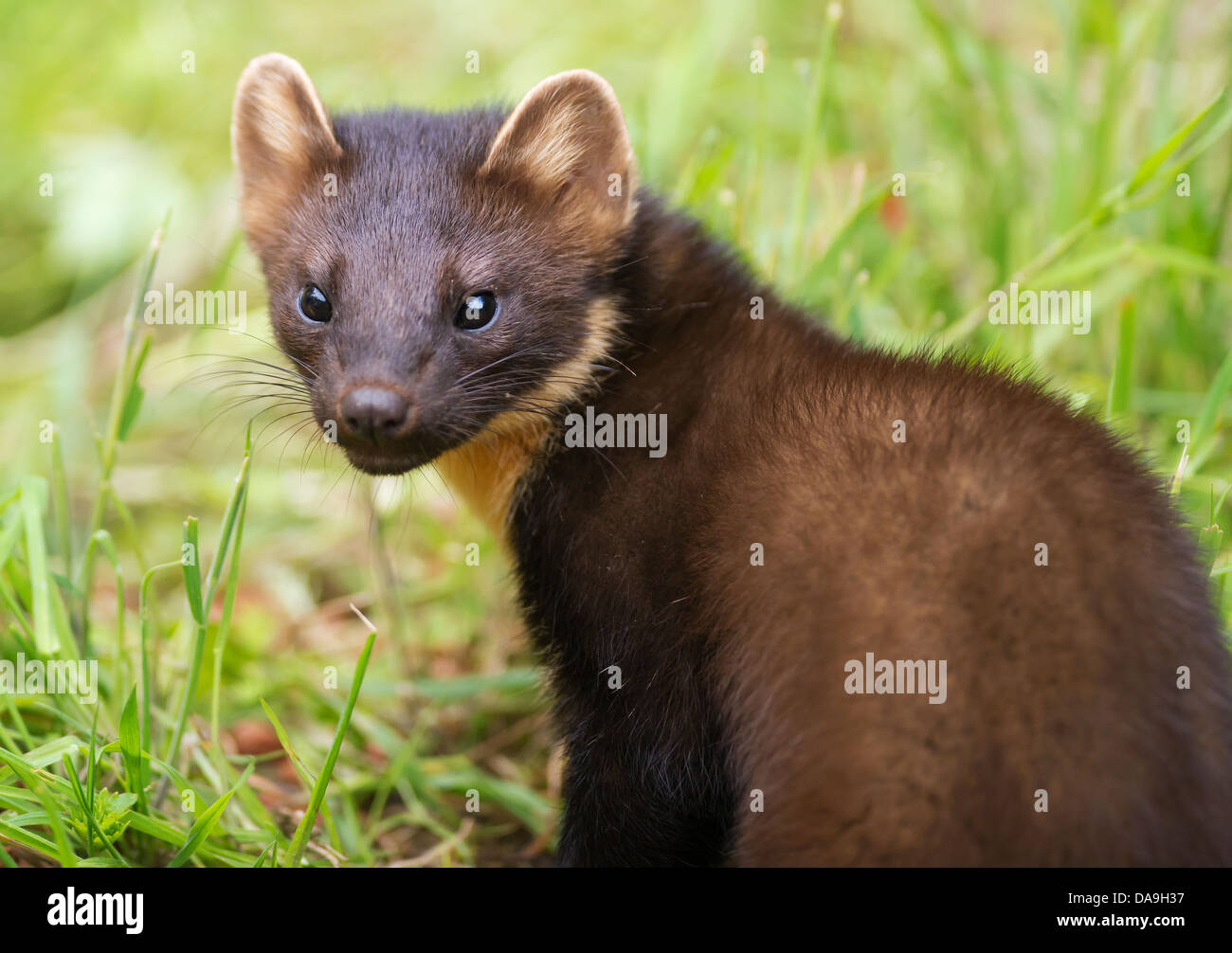 Close up di un selvaggio Martora, Martes martes in Scozia Foto Stock