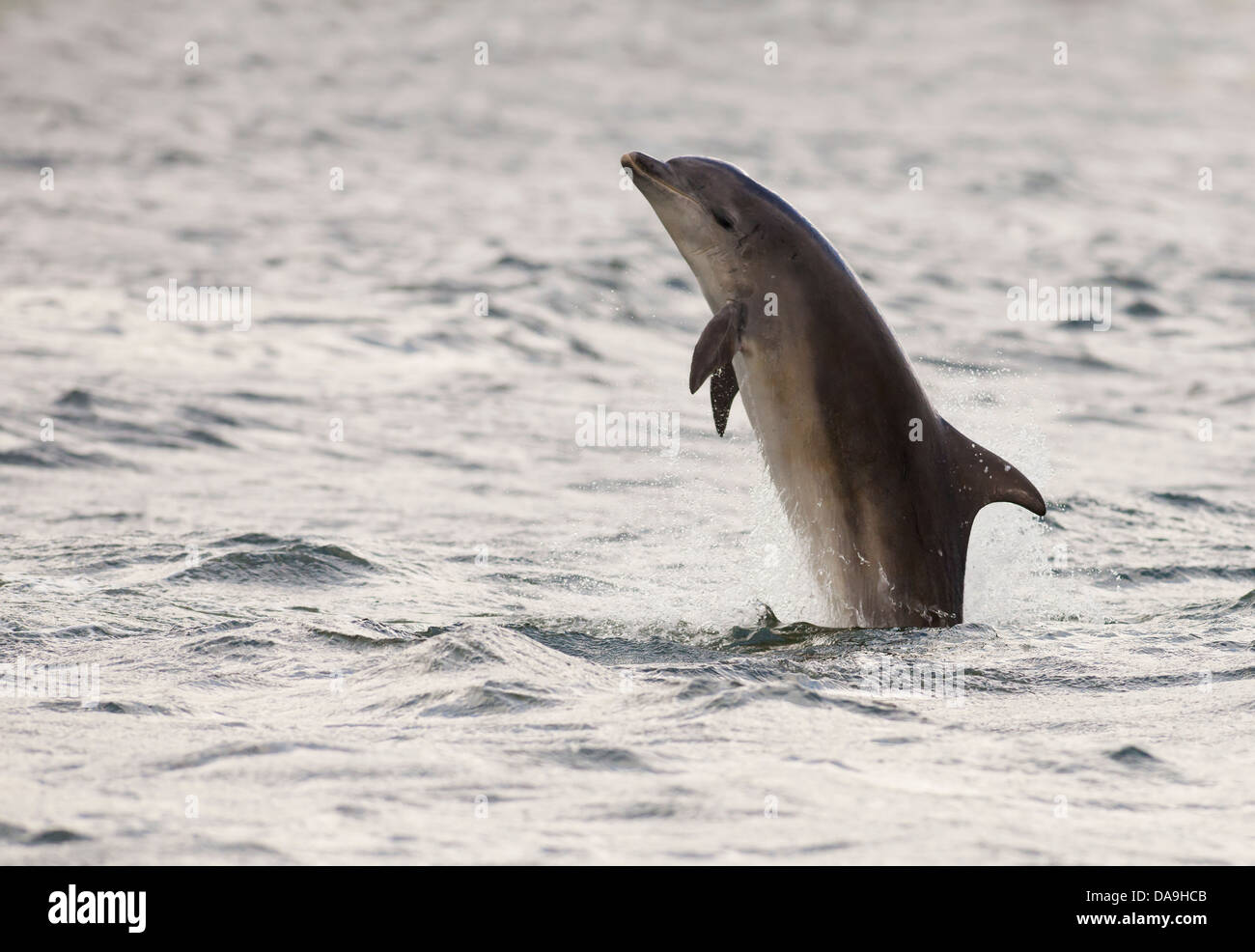 Il tursiope o delfino maggiore saltando per i salmoni a Chanonry Point, Scozia Foto Stock