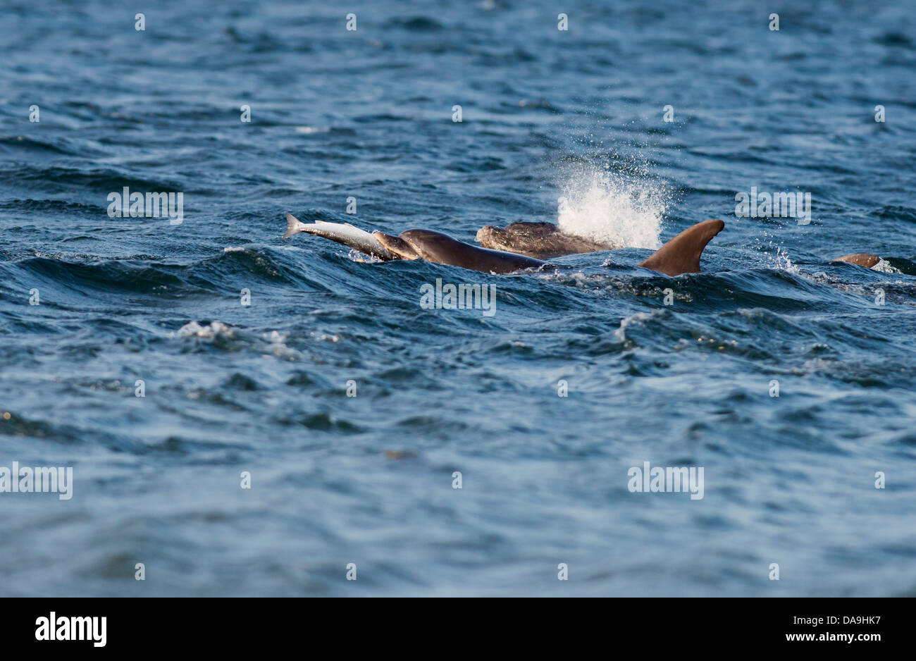 Il tursiope o delfino maggiore con Salmone al punto Chanonry, Scozia Foto Stock