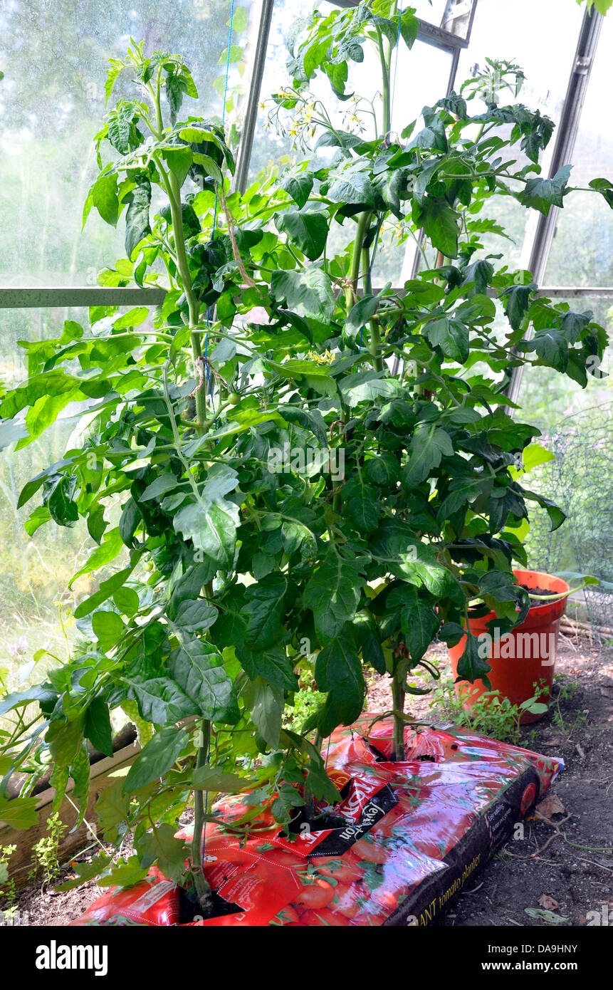 Le piante di pomodoro in un crescere-bag all'interno di una piccola serra domestica Foto Stock