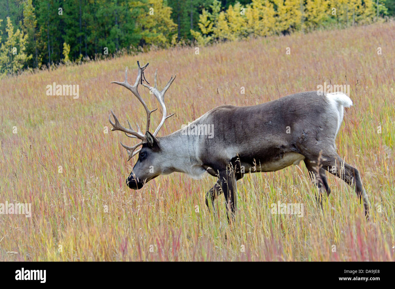 Terreno boscoso dei caribù, rangifer tarandus caribou, Yukon, animale, Canada Foto Stock