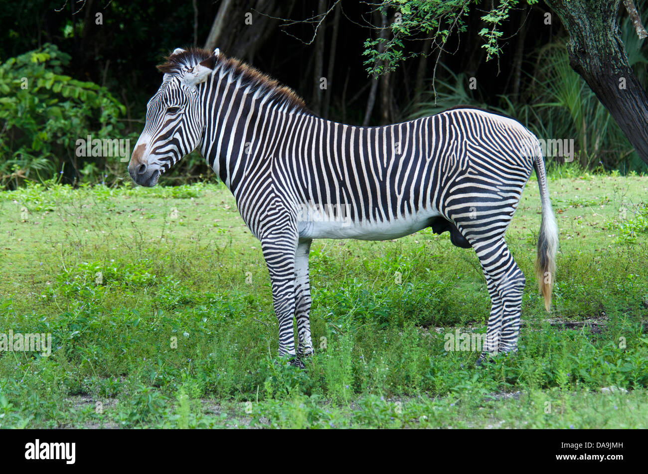 Di grevy zebra, Equus grevyi, zebra, animale Foto Stock