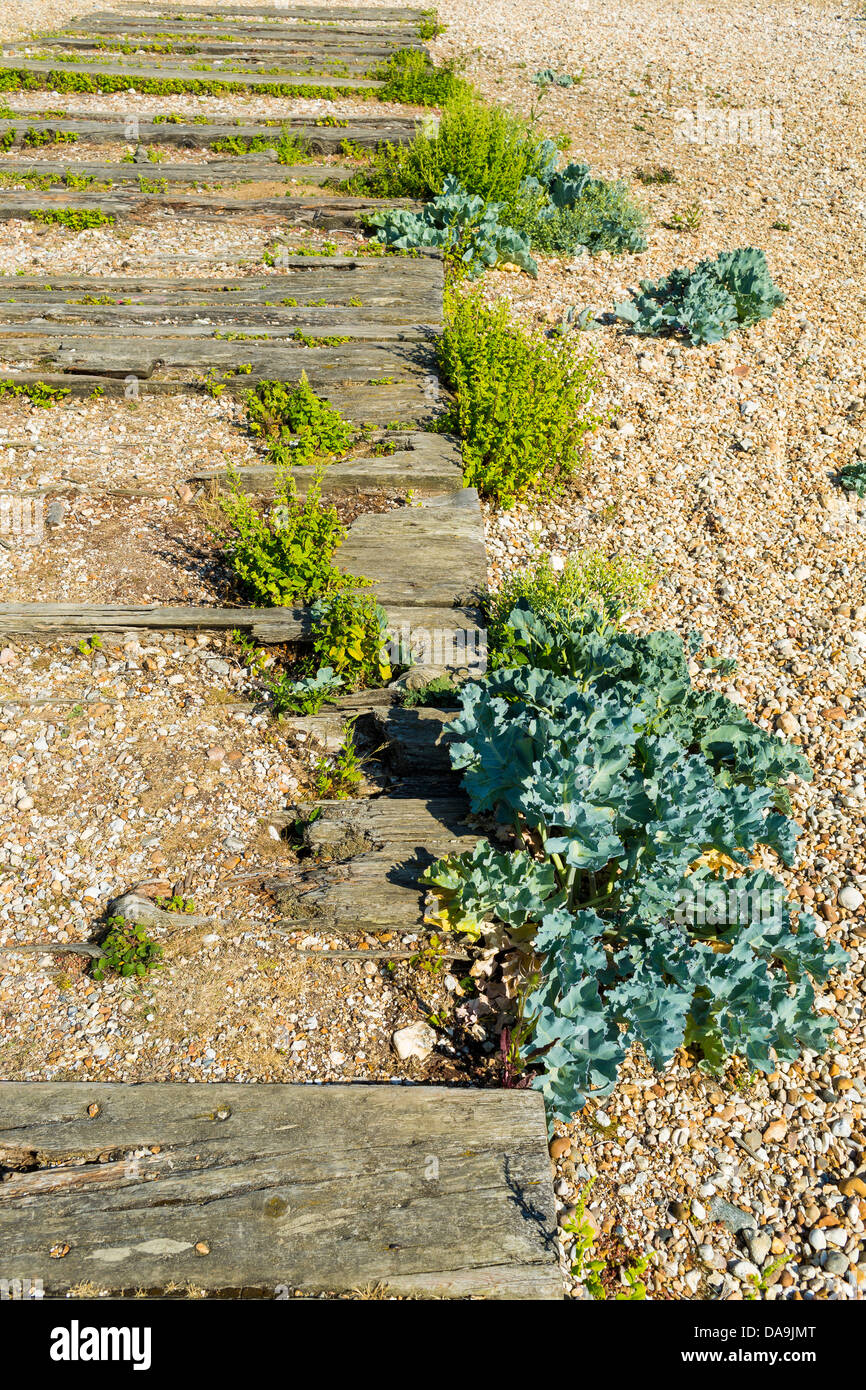 Pavimentazione in legno nella chiesa Norton West Sussex England Foto Stock Pavimentazione in legno nella chiesa Norton West Sussex England Foto Stock