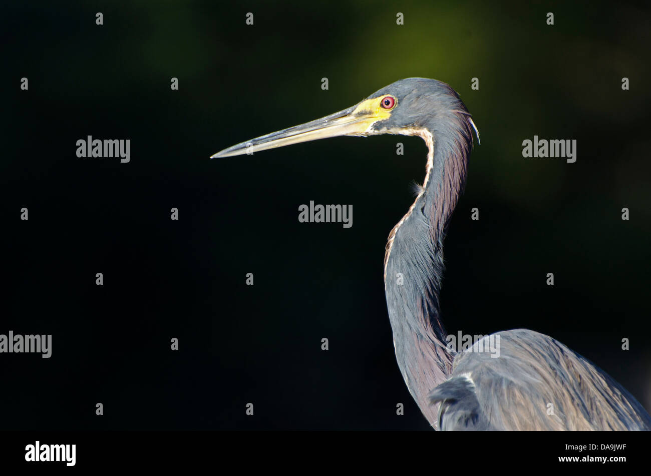 Airone tricolore, egretta tricolore, Florida, Stati Uniti d'America, heron, uccello Foto Stock