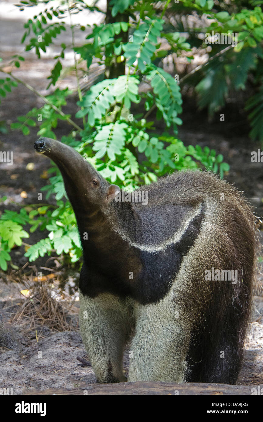 Anteater gigante, myrmecophaga tridactyla, anteater, animale Foto Stock