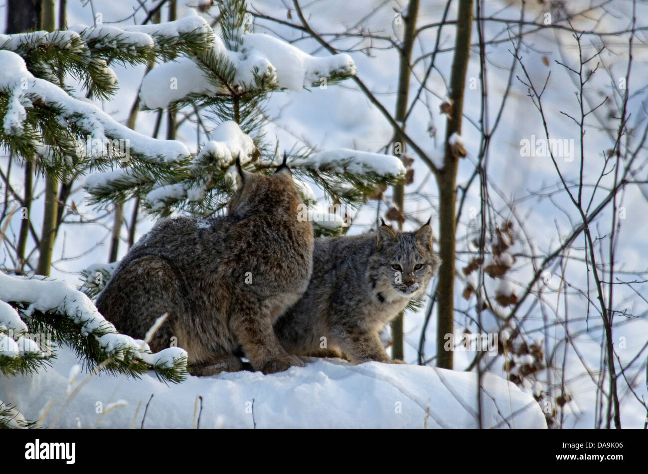 Canada, Lynx Lynx canadensis, Yukon, Canada, lynx, cat, animale, inverno Foto Stock