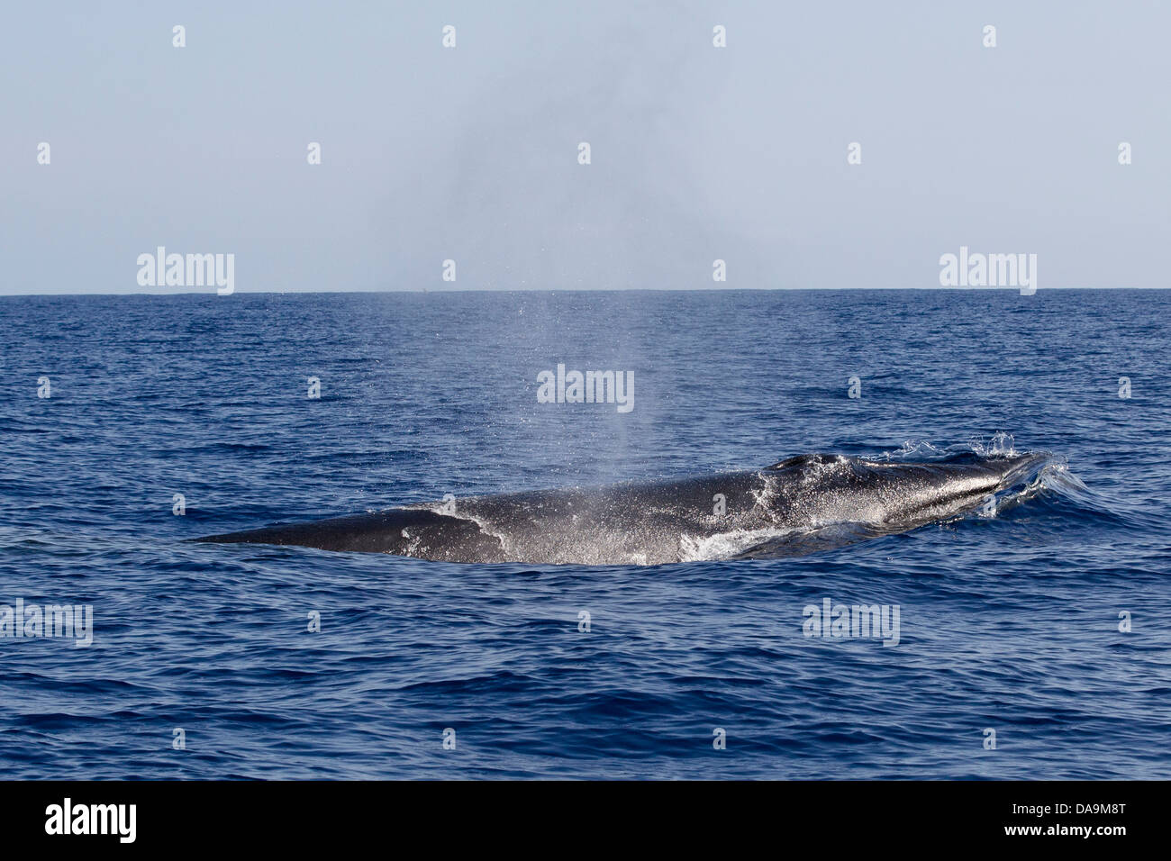 Sei Balena, Balaenoptera borealis, Seiwal, la testa con la bocca e soffiare, Lajes do Pico, Azzorre, Portogallo Foto Stock