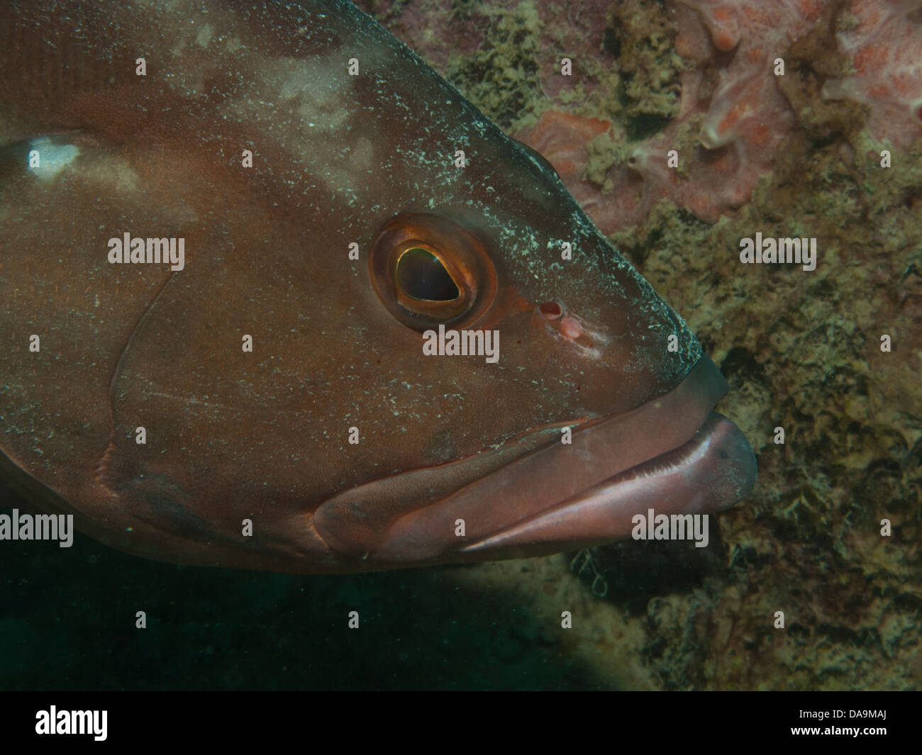 Pesce cernia, subacquea Abrolhos il parco nazionale marino, Bahia, Brasile. Foto Stock