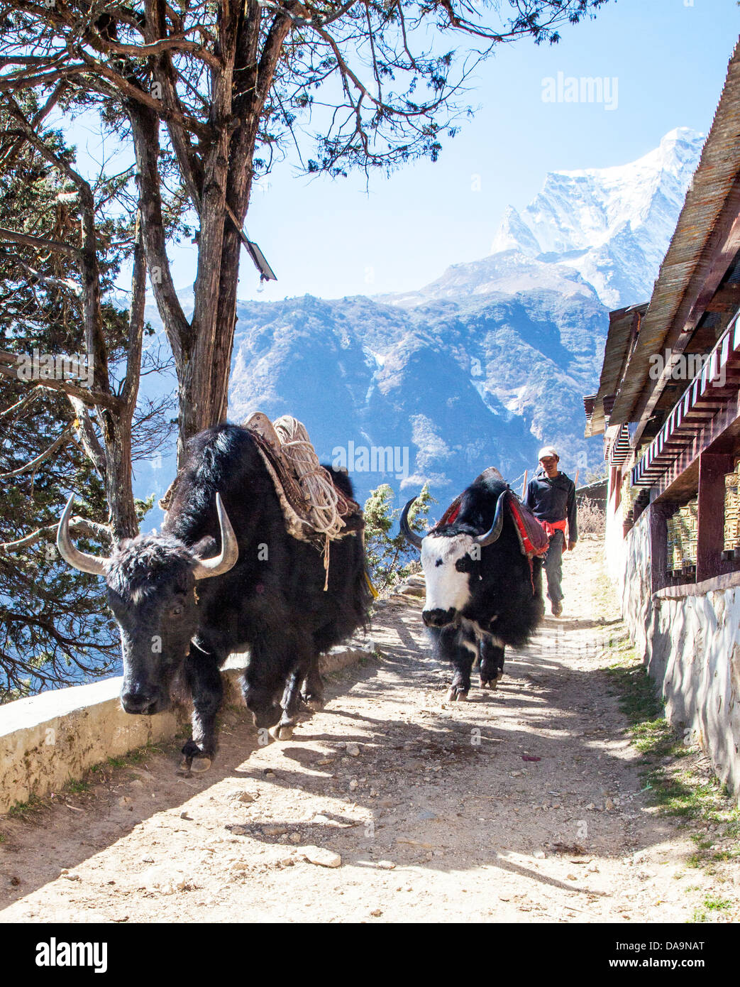 Yak al di fuori del tempio Buddista Namche Bazaar Nepal Foto Stock