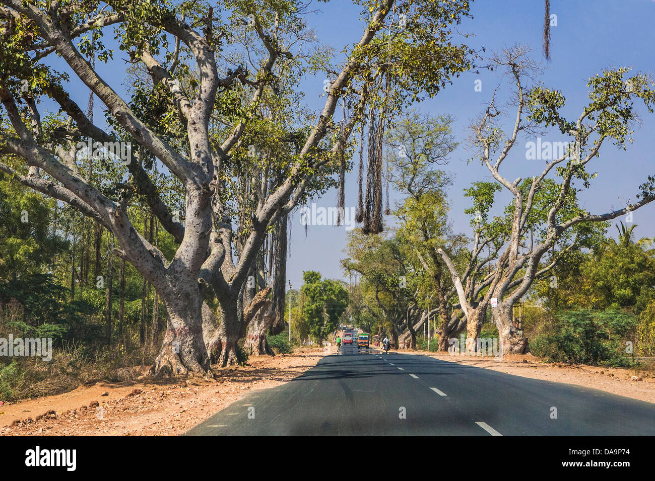 India India del Sud, Asia, nello stato di Karnataka, Sud Mysore Road, South Mysore, strada, traffico, trasporti, albero, alberi Foto Stock