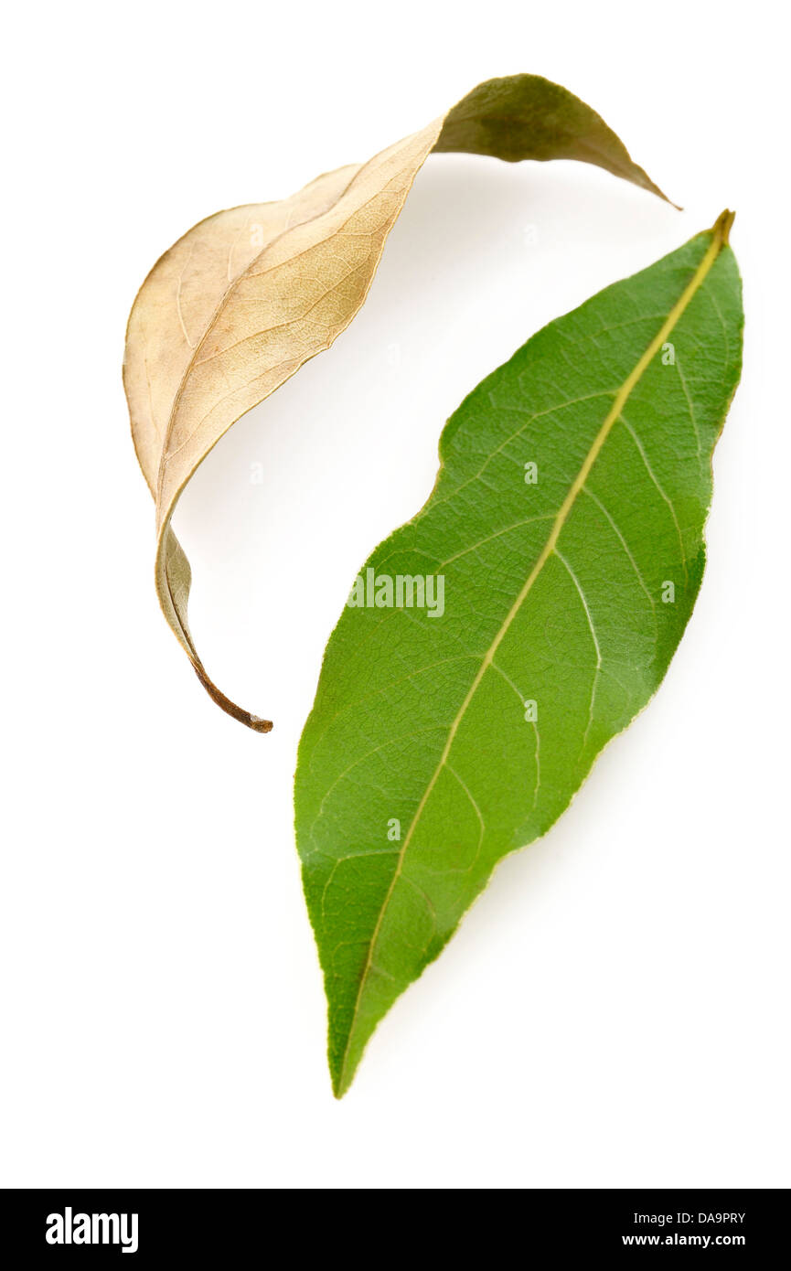 Asciugare le foglie di alloro e fresche foglie di alloro su sfondo bianco Foto Stock