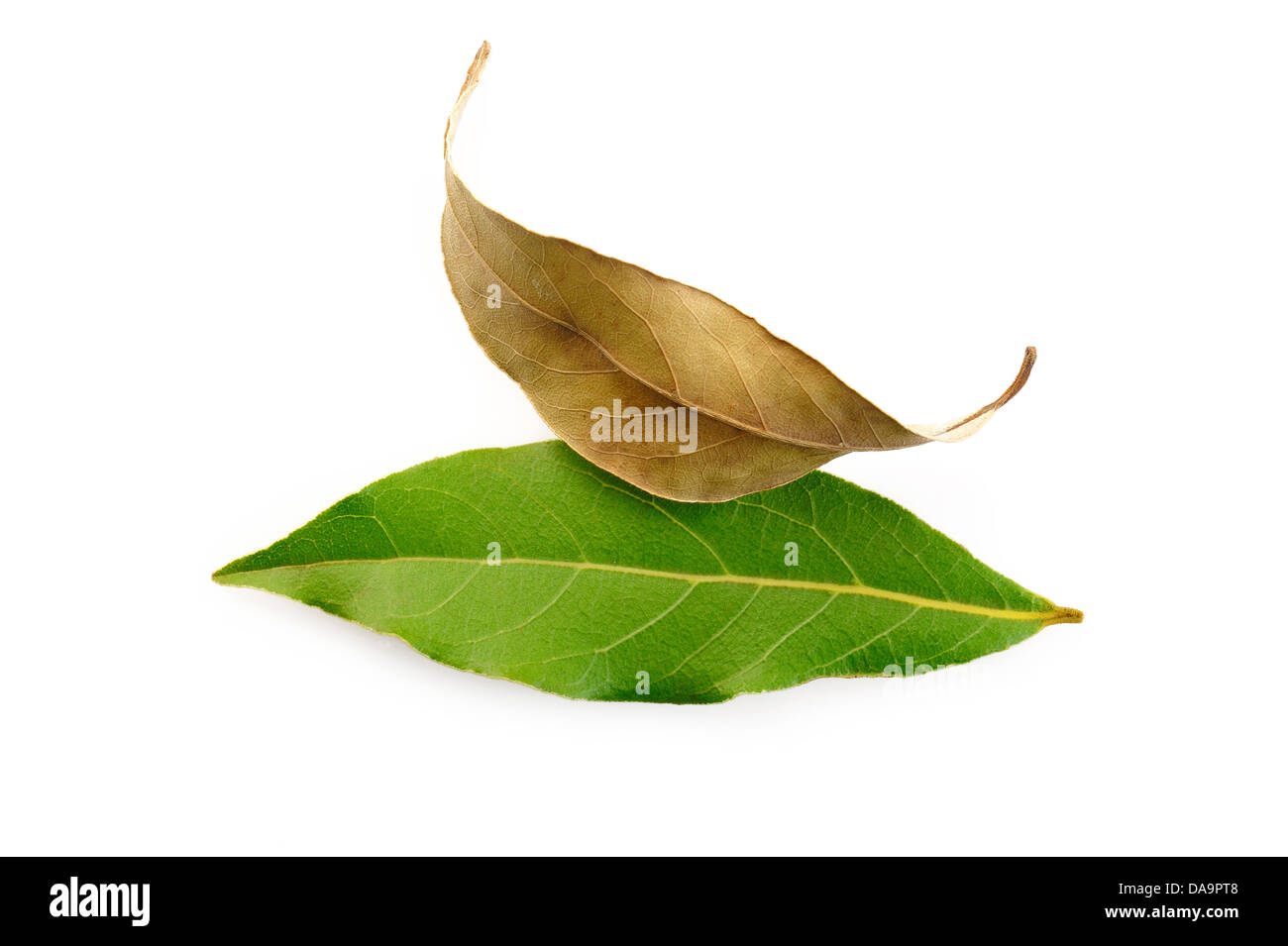 Asciugare le foglie di alloro e fresche foglie di alloro su sfondo bianco Foto Stock