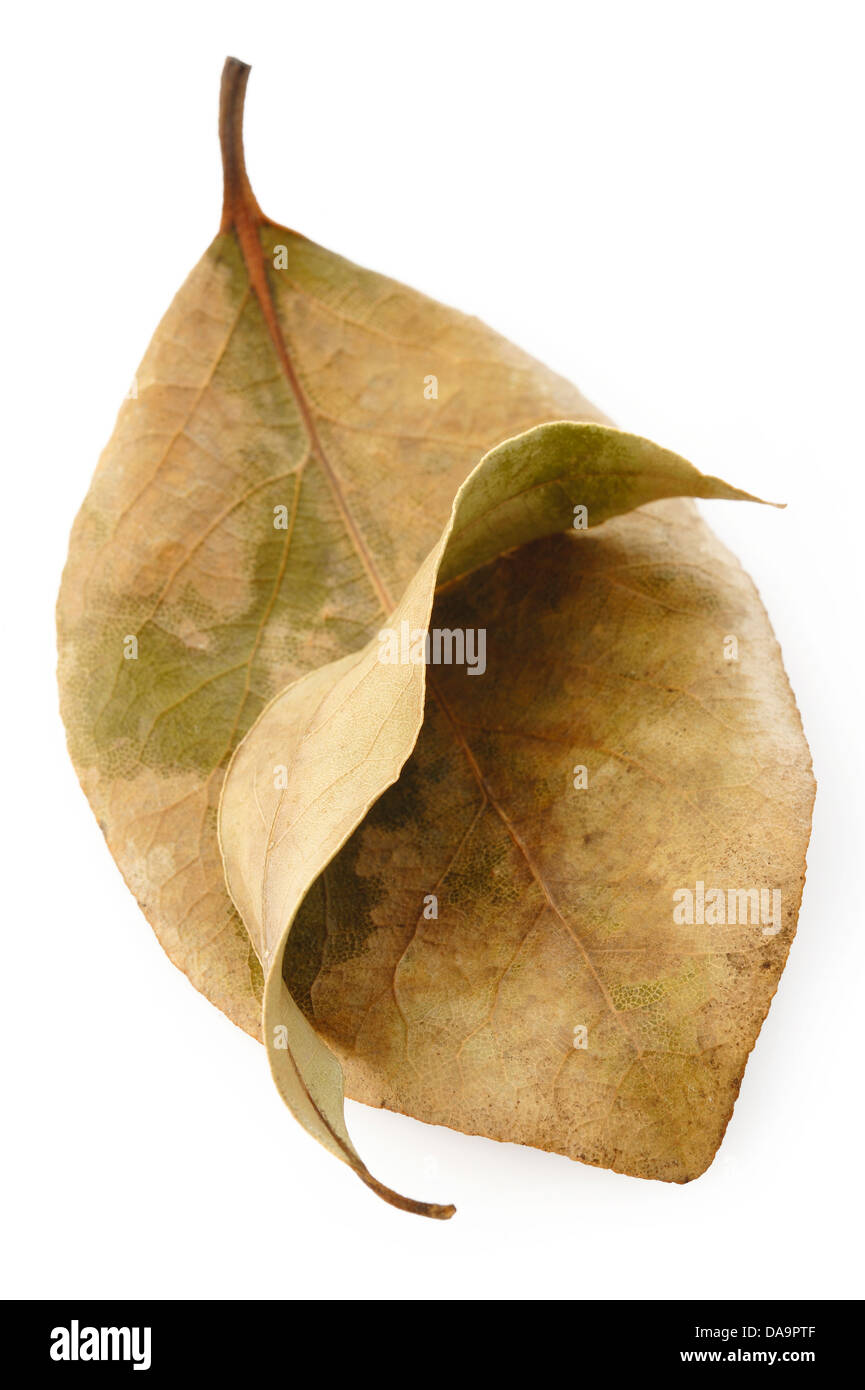 Asciugare le foglie di alloro su sfondo bianco Foto Stock