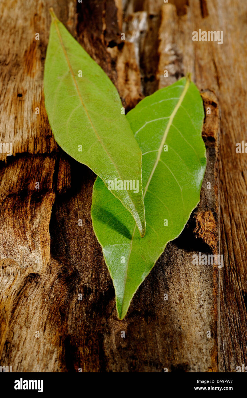 Fresche foglie di alloro Foto Stock