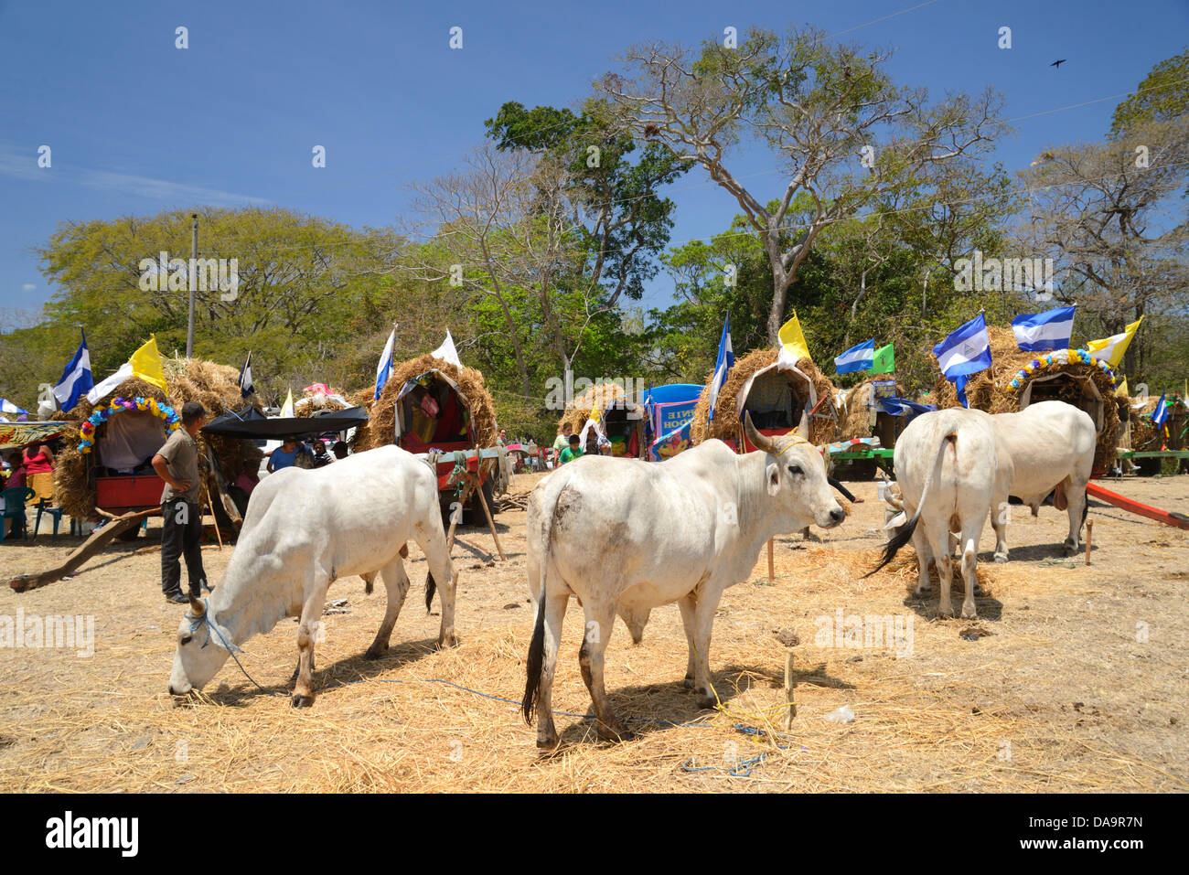America centrale Nicaragua, Rivas, pellegrina, camp, processione, religione, religiosa cattolica, mucca, vacche Foto Stock