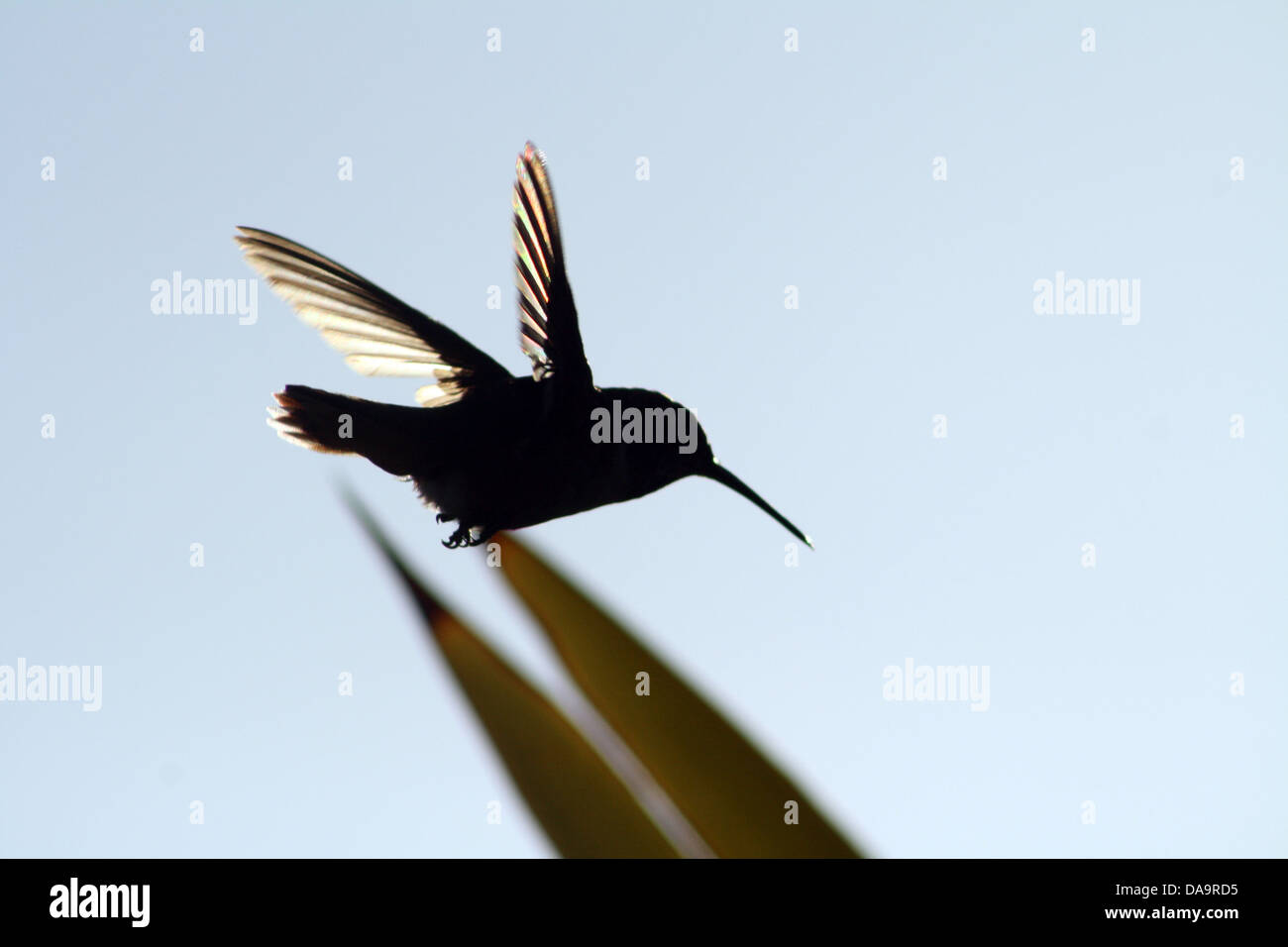 Flying Hummingbird Silhouette Foto Stock