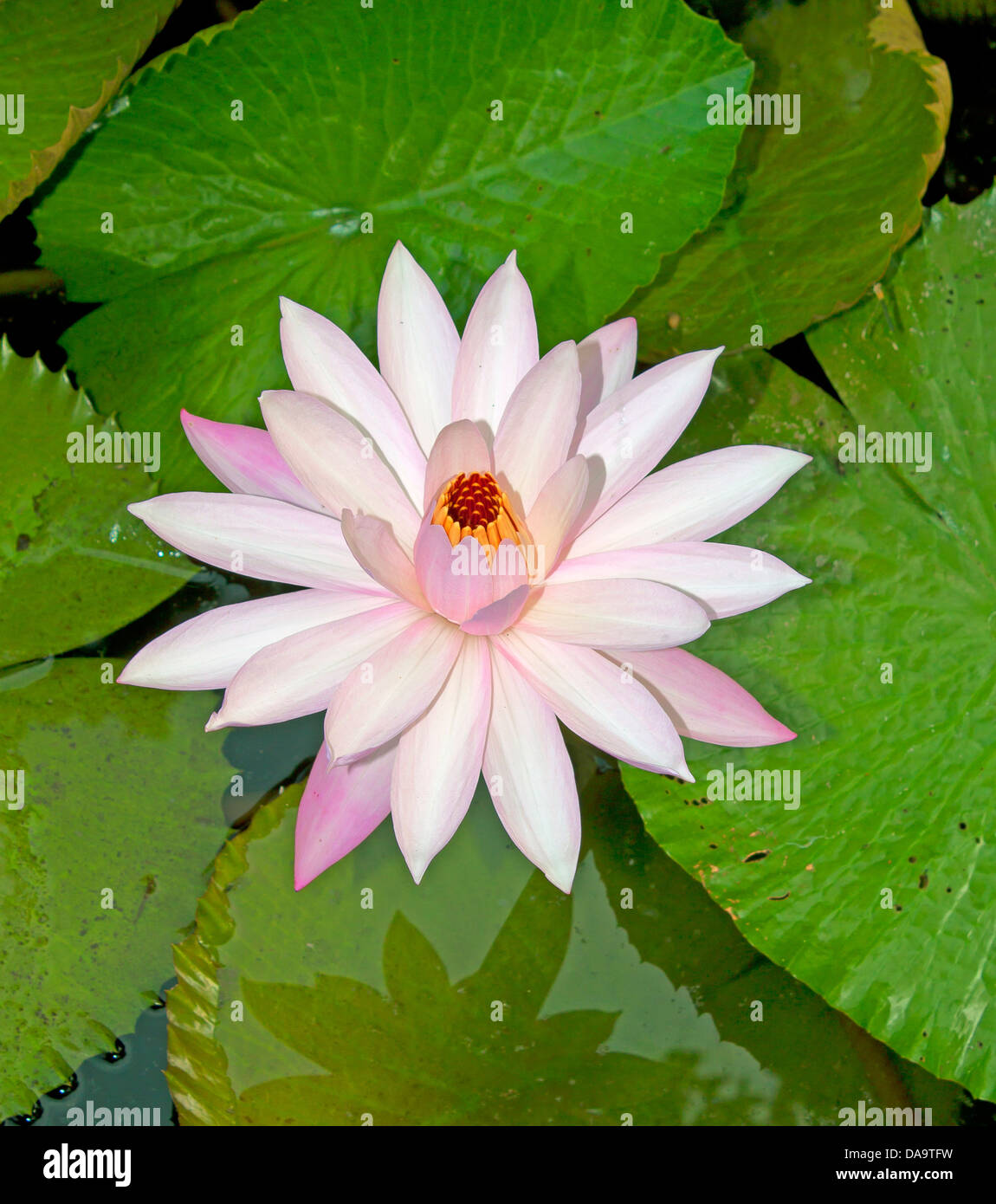 Ninfea rosa con grande verde acqua lascia Foto Stock