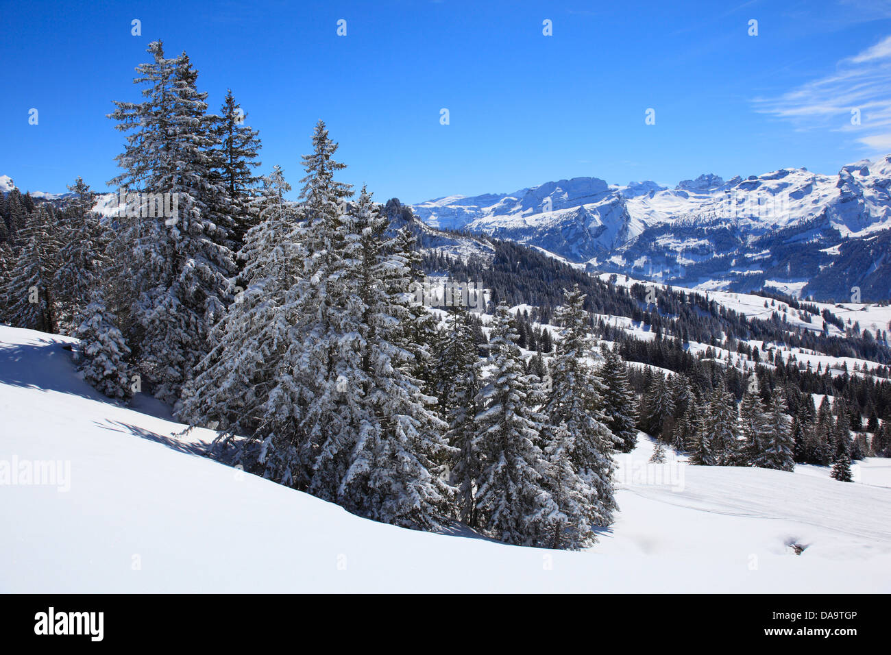 Alpi, Alpino ghirlanda, Alpine, panorama, vista montagna, montagne, alberi, abete rosso, abeti rossi, montagne, i vertici, picchi, Swi centrale Foto Stock