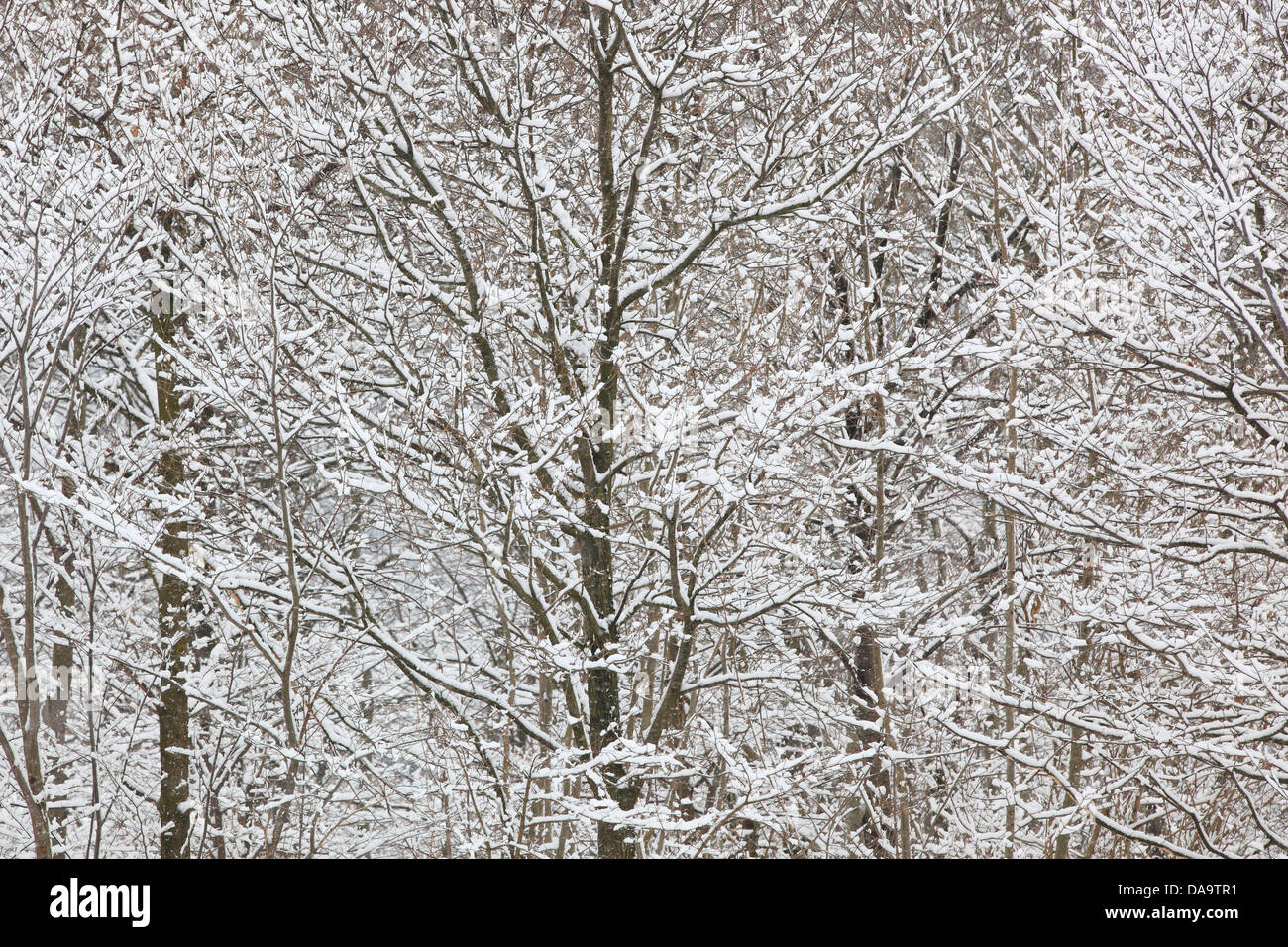 Dettaglio, albero, fasci di linee, linee, alberi, dettaglio, pattern, struttura, neve, Svizzera, Europa, legno, foresta, inverno, astratta, conce Foto Stock