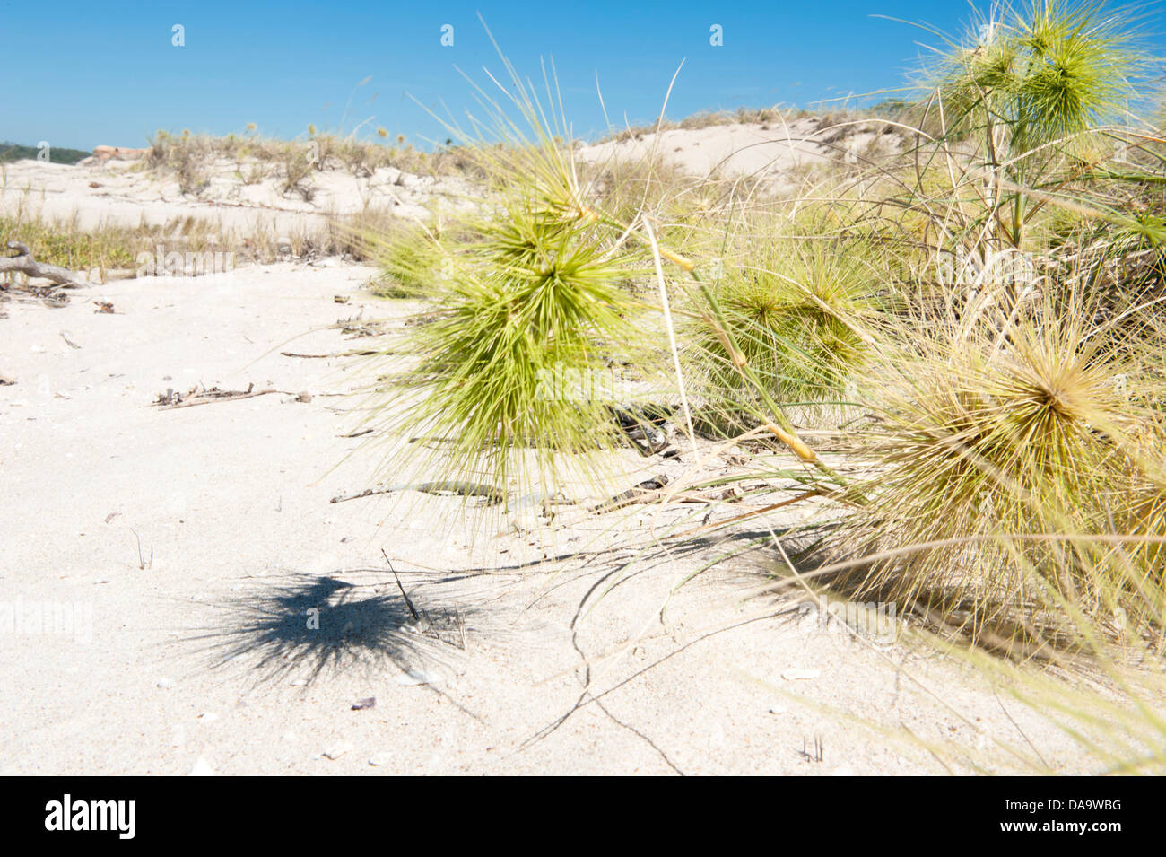 Le infiorescenze pungenti di spiaggia spinifex (Spinifex longifolius), comunemente trovati in crescita su dune di sabbia sulla costa di Kimberley. Foto Stock
