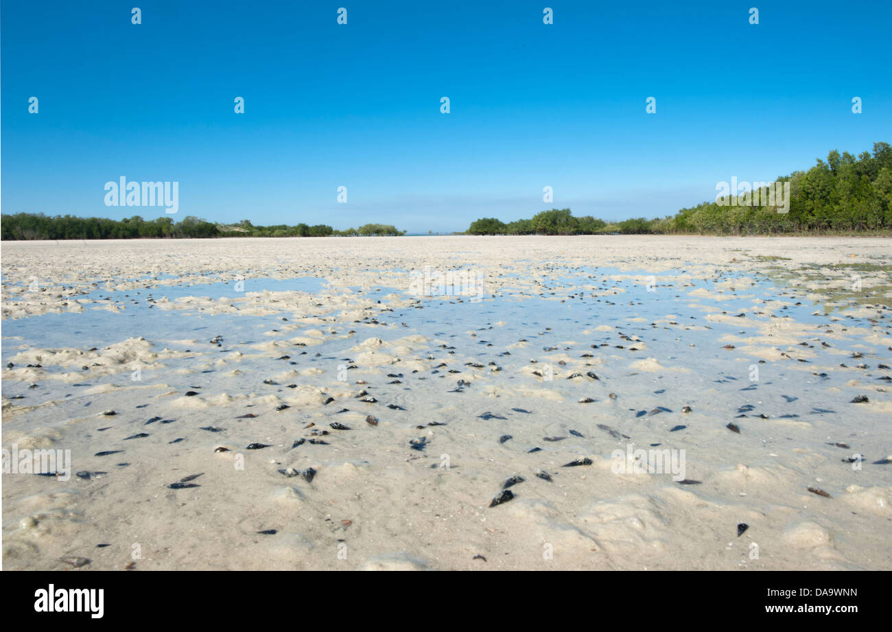 Mangrove velme a bassa marea in un punto del braccio, Cape Leveque, Kimberley, Australia occidentale Foto Stock