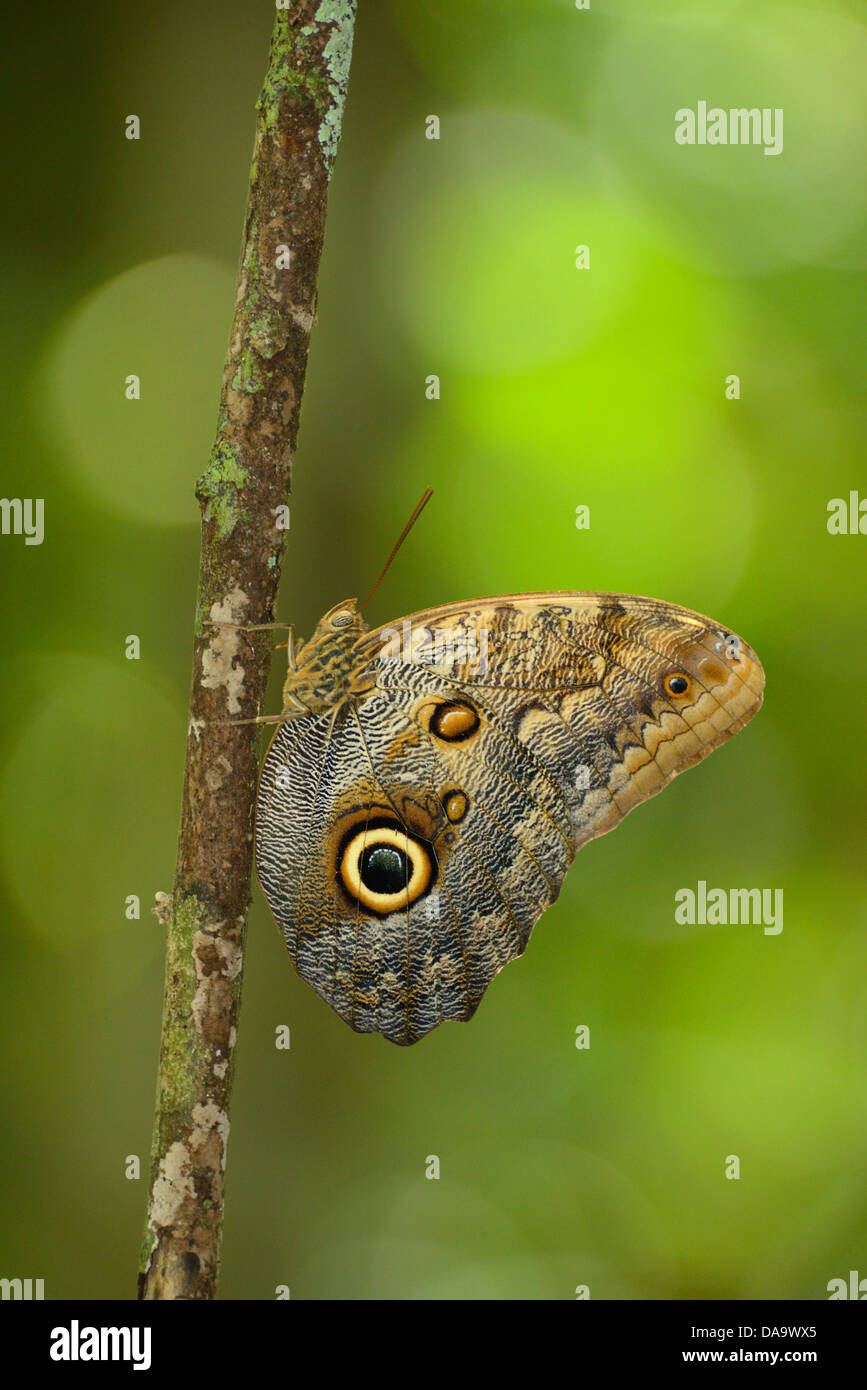 America centrale, Costa Rica, Corcovado National Park, Osa Peninsula, butterfly, Puntarenas, Foto Stock