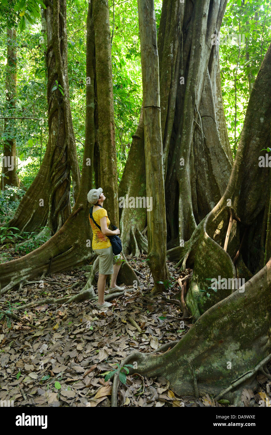 America centrale, Costa Rica, Corcovado National Park, Osa Peninsula, foresta costiera, foresta, albero, giungla, Puntarenas, Foto Stock