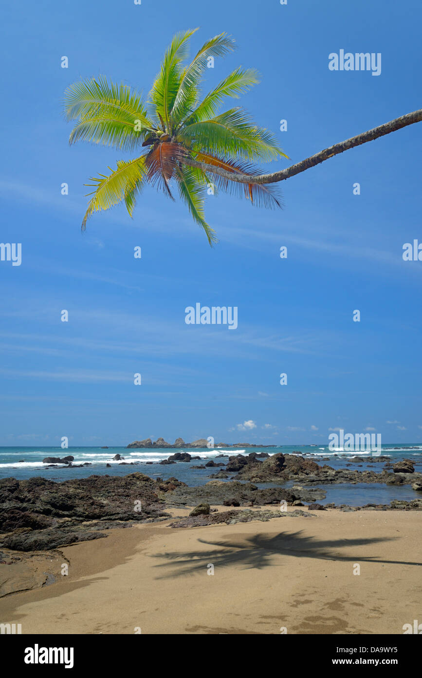 Pacific Coast, Corcovado National Park, Costa Rica, America Centrale, Pacific Coast, spiaggia, palm, verticale, Puntarenas, Foto Stock