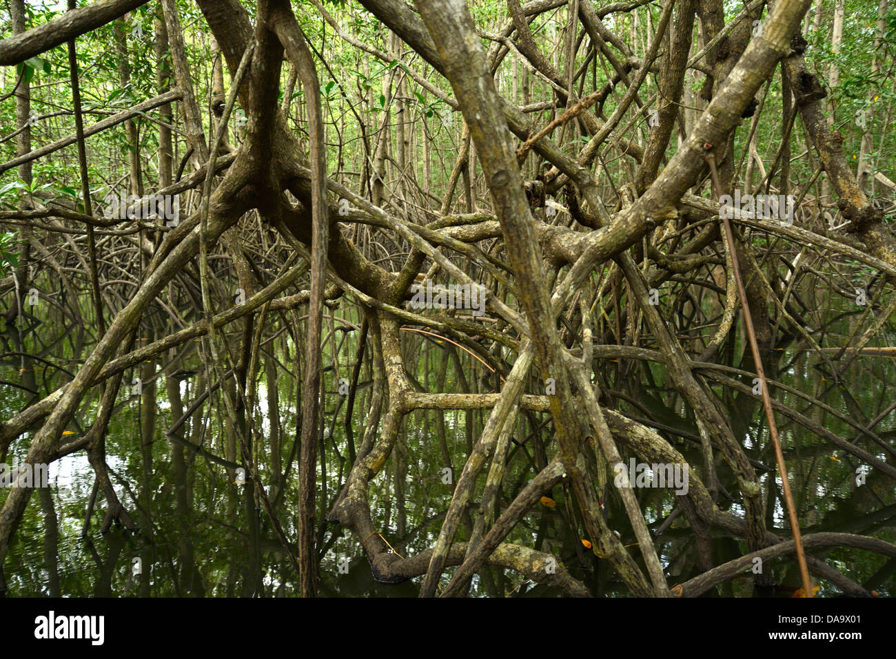 Pacifico, Mangrove, foresta, Corcovado National Park, Osa Peninsula, Costa Rica, America Centrale, Puntarenas, Foto Stock