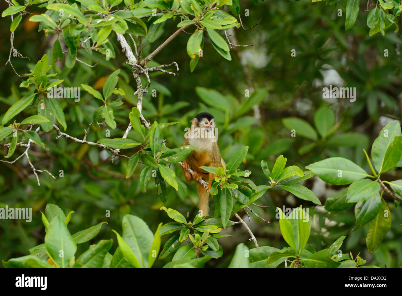 Pacifico, Mangrove, foresta, Corcovado National Park, Osa Peninsula, Costa Rica, America Centrale, scimmia, la fauna animale, Punta Foto Stock