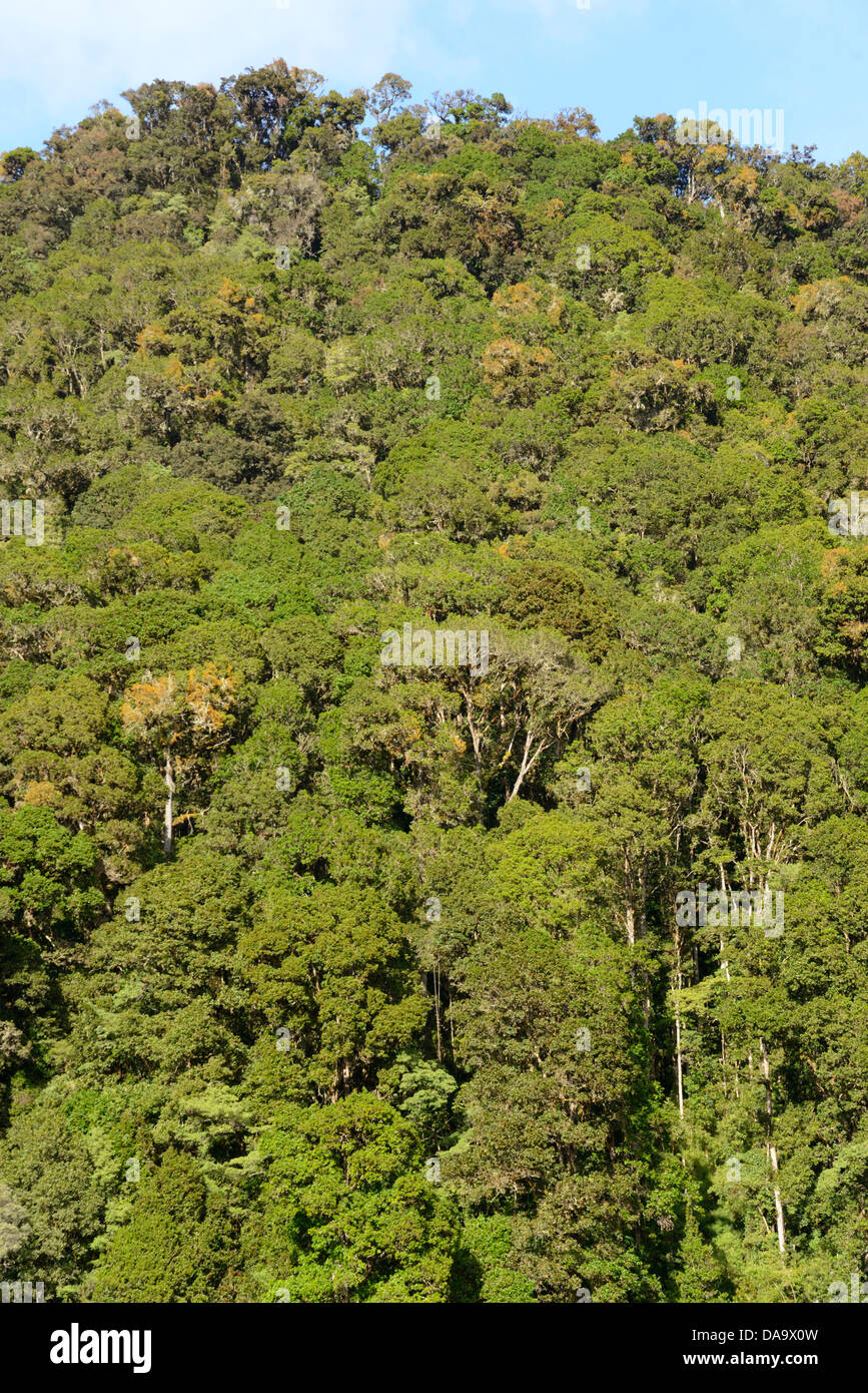 America centrale, Costa Rica, San Gerardo de Dota, cloud forest, rovere, foresta, jungle, San Jose, Foto Stock