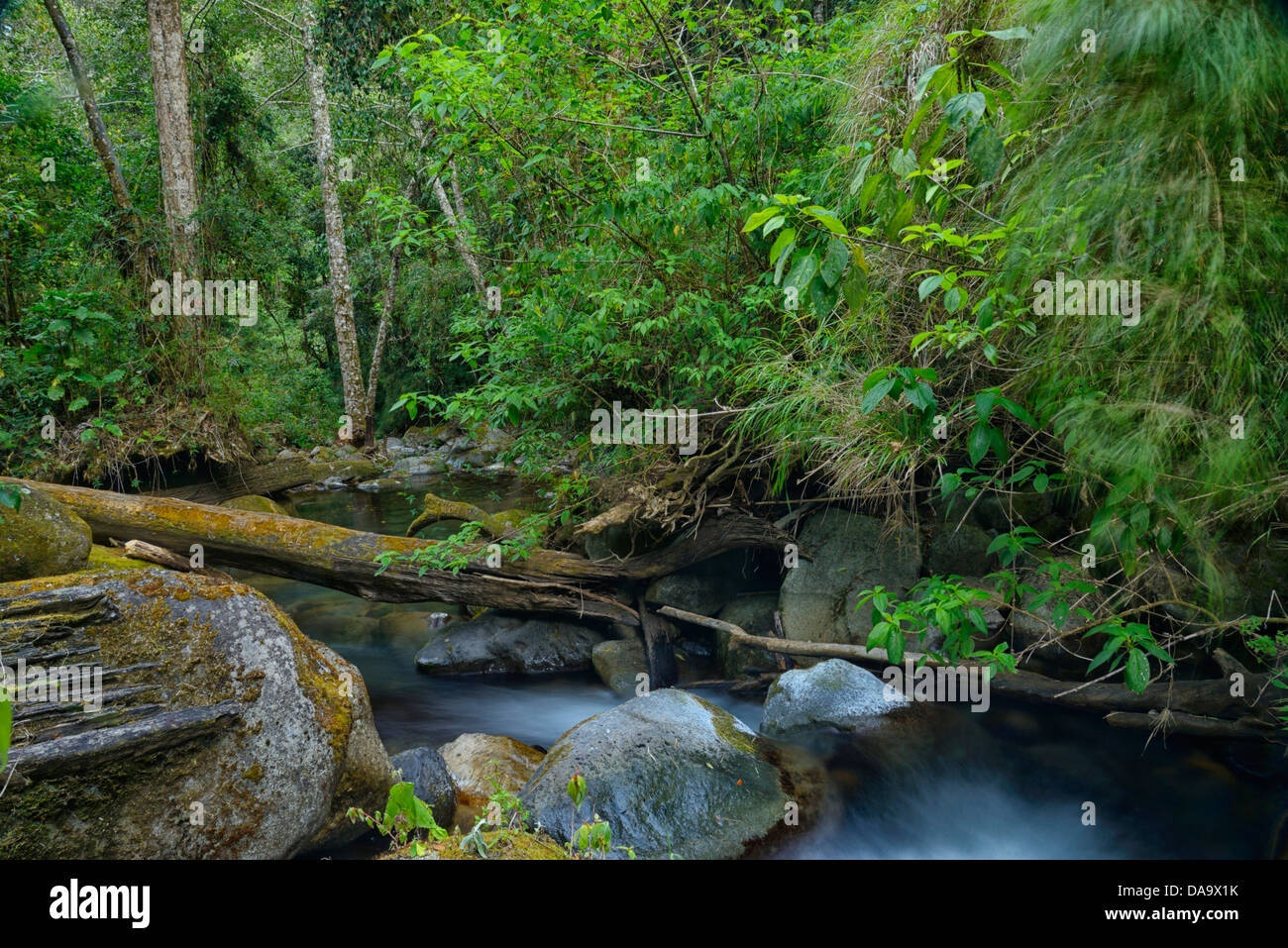 America centrale, Costa Rica, San Gerardo de Dota, cloud forest, rovere, foresta, jungle, creek, acqua, San Jose, Foto Stock