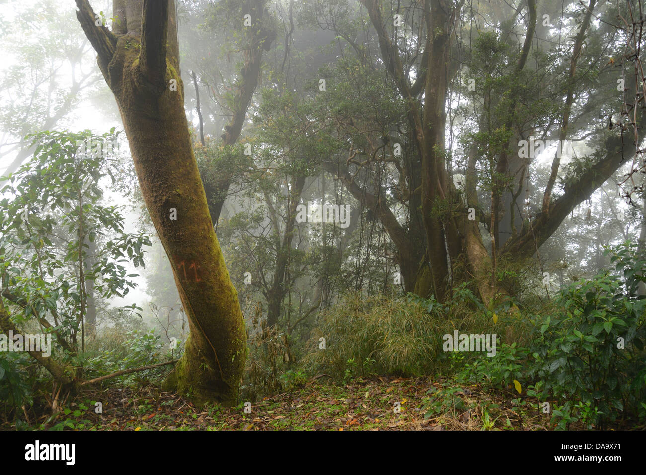 America centrale, Costa Rica, Poa, vulcanica, vulcano, foresta, cloud forest, nebbia, natura, albero, Alajuela, Foto Stock