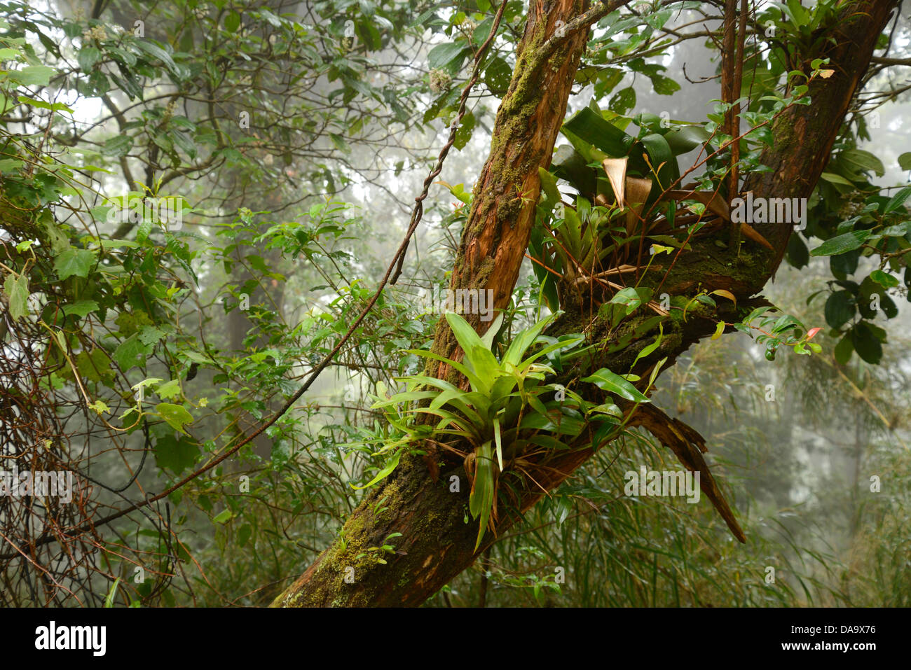 America centrale, Costa Rica, Poa, vulcanica, vulcano, foresta, cloud forest, nebbia, natura, albero, Alajuela, Foto Stock