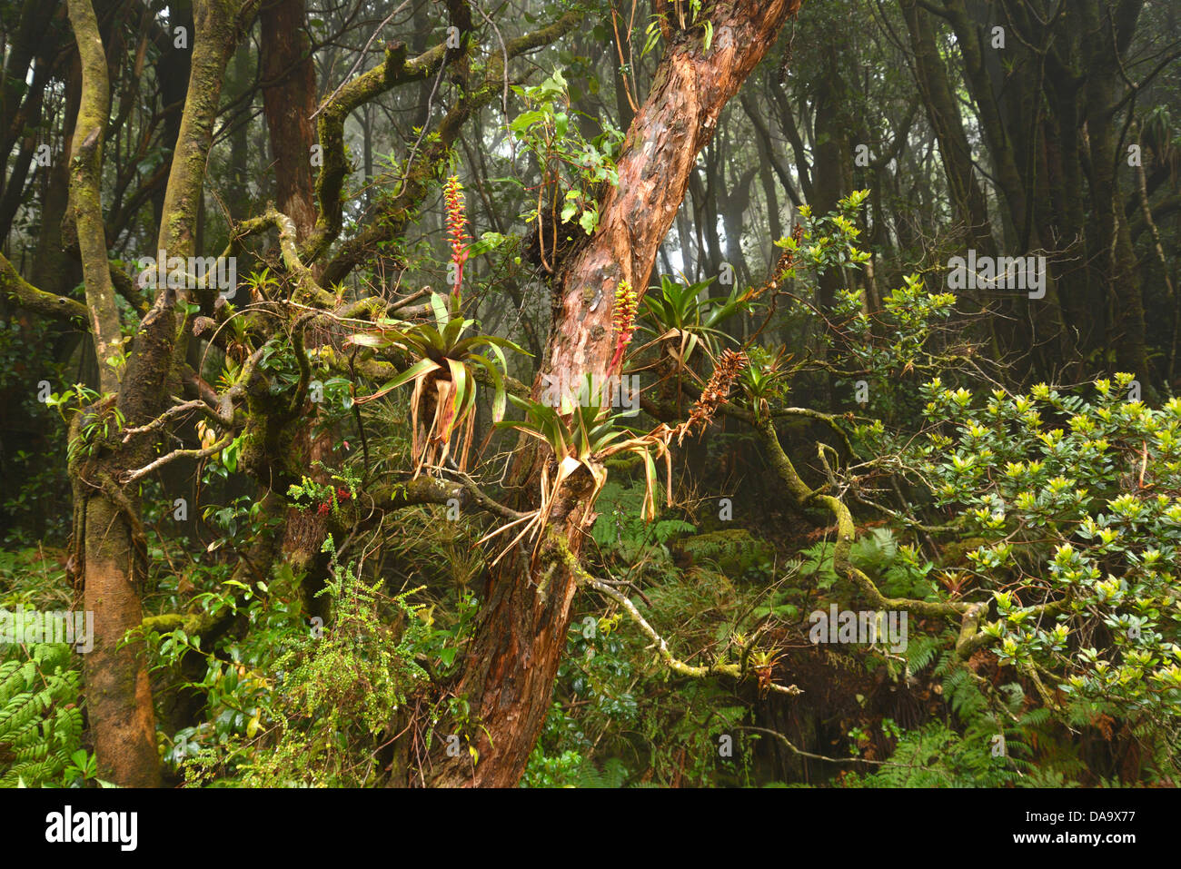 America centrale, Costa Rica, Poa, vulcanica, vulcano, foresta, cloud forest, nebbia, natura, albero, Alajuela, Foto Stock