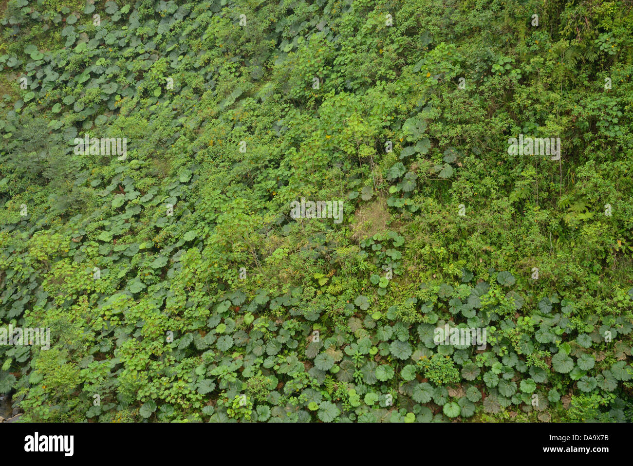 America centrale, Costa Rica, paesaggio, il verde della vegetazione, Alajuela, Foto Stock