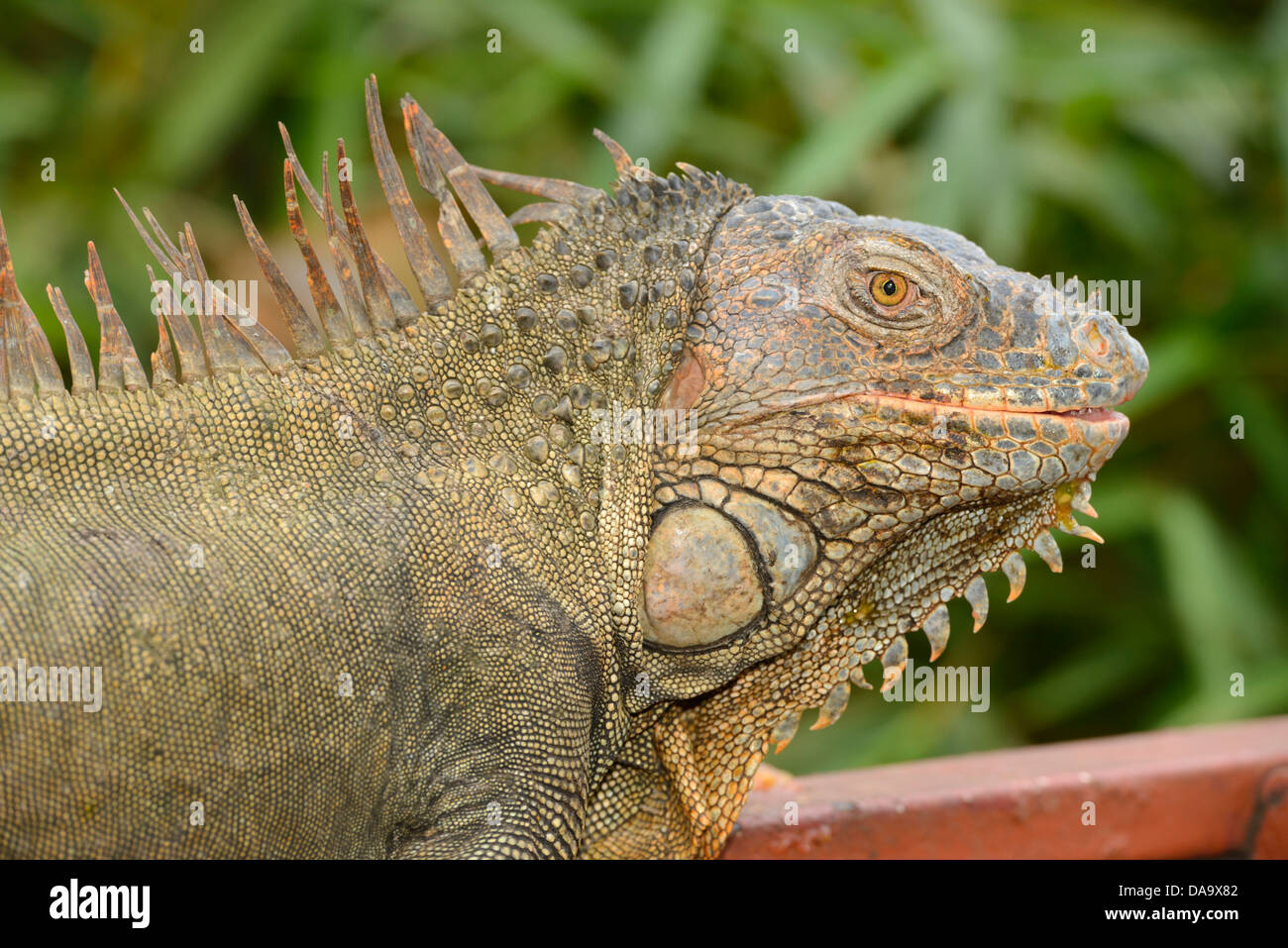 America centrale, Costa Rica, Iguana, animale, natura, Alajuela, Foto Stock