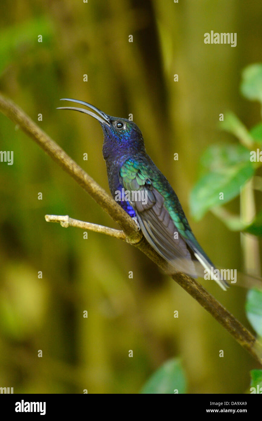 America centrale, Panama, La Amistad, cloud forest, Parco Nazionale, natura, Hummingbird, bird, Chiriqui Foto Stock