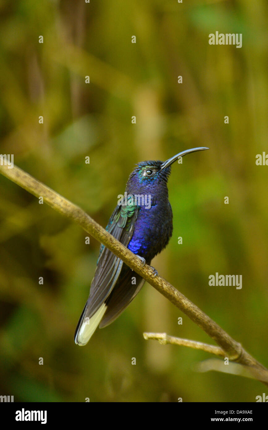 America centrale, Panama, La Amistad, cloud forest, Parco Nazionale, natura, Hummingbird, bird, Chiriqui Foto Stock