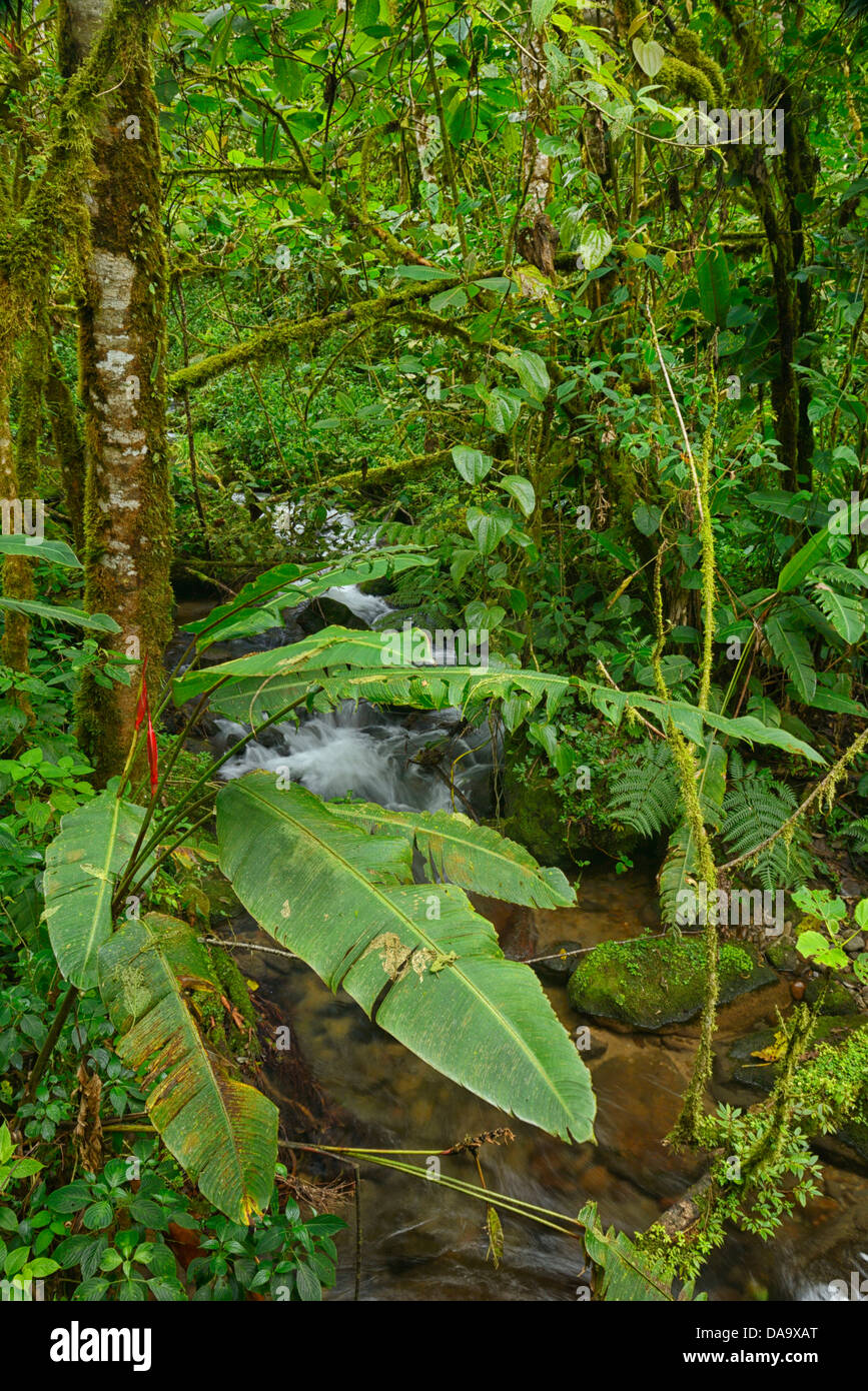 America centrale, Panama, La Amistad, cloud forest, Parco Nazionale, natura, giungla, verticale, acqua, creek, Chiriqui Foto Stock