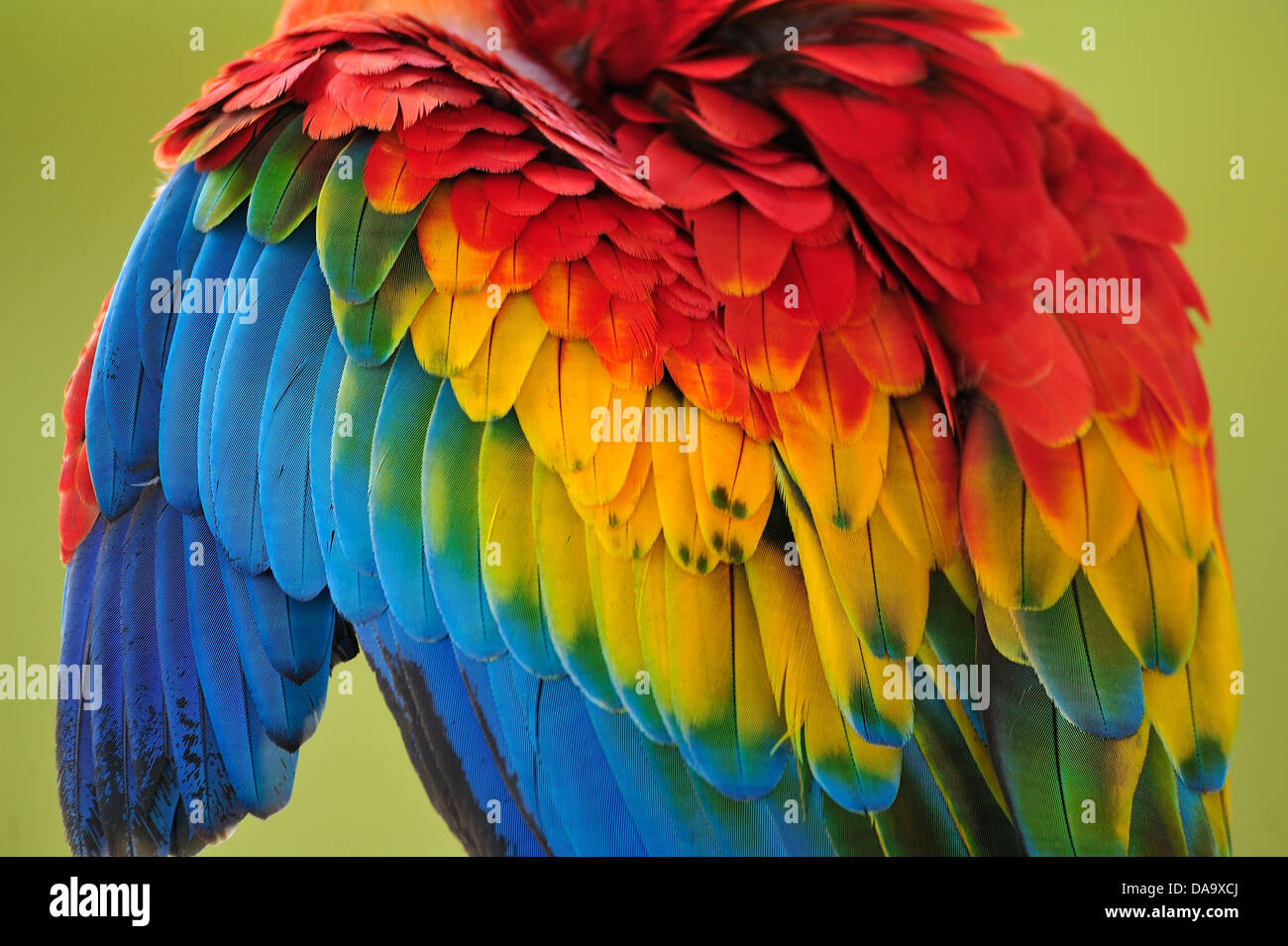 Il Perù, Amazon, Macaw, Parrot, bird, colore, giungla, la fauna selvatica, piume, penne e piume, Foto Stock